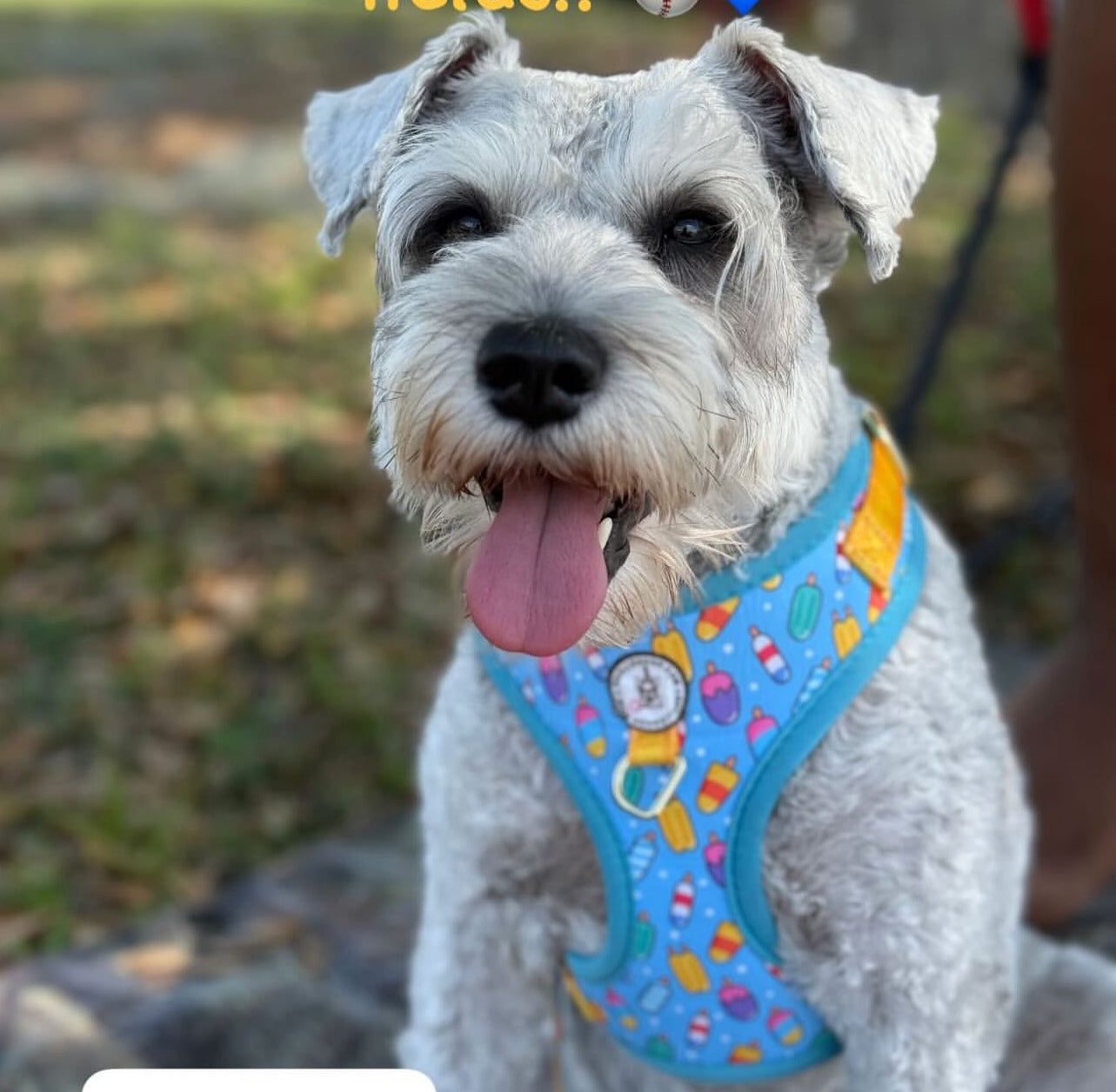 Ajustable Dog Harness no pull, Tropical Pup, blue / yellow