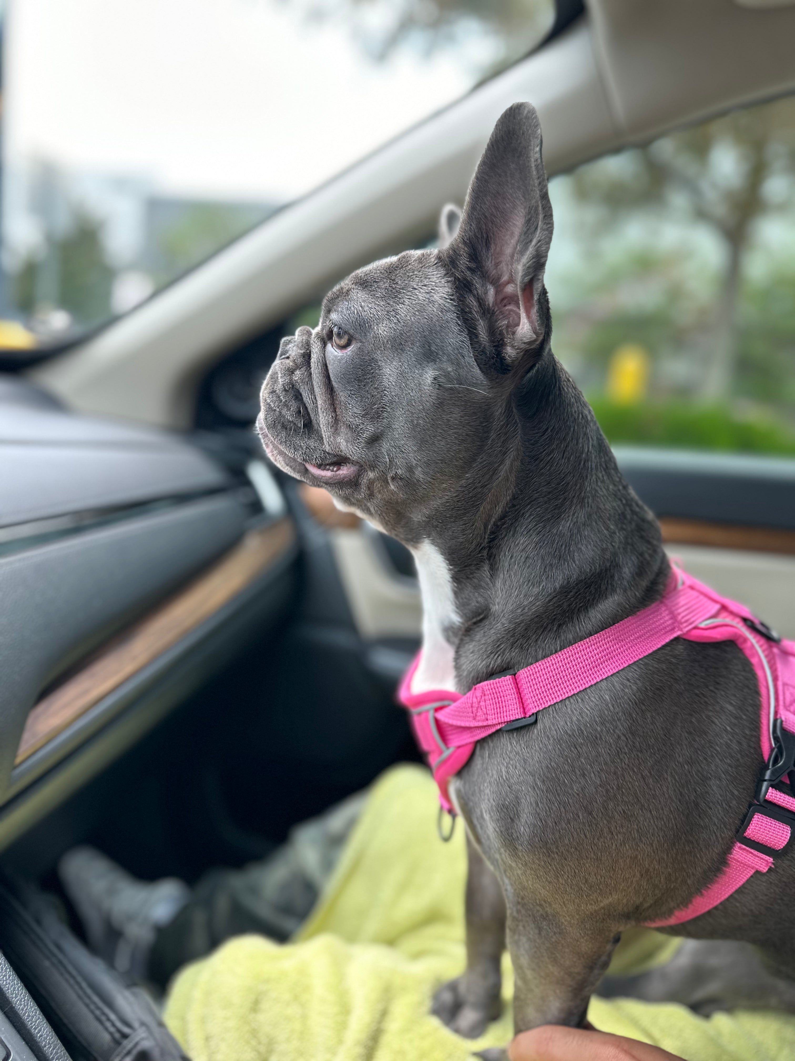 Pet Harness Reflective, Pink