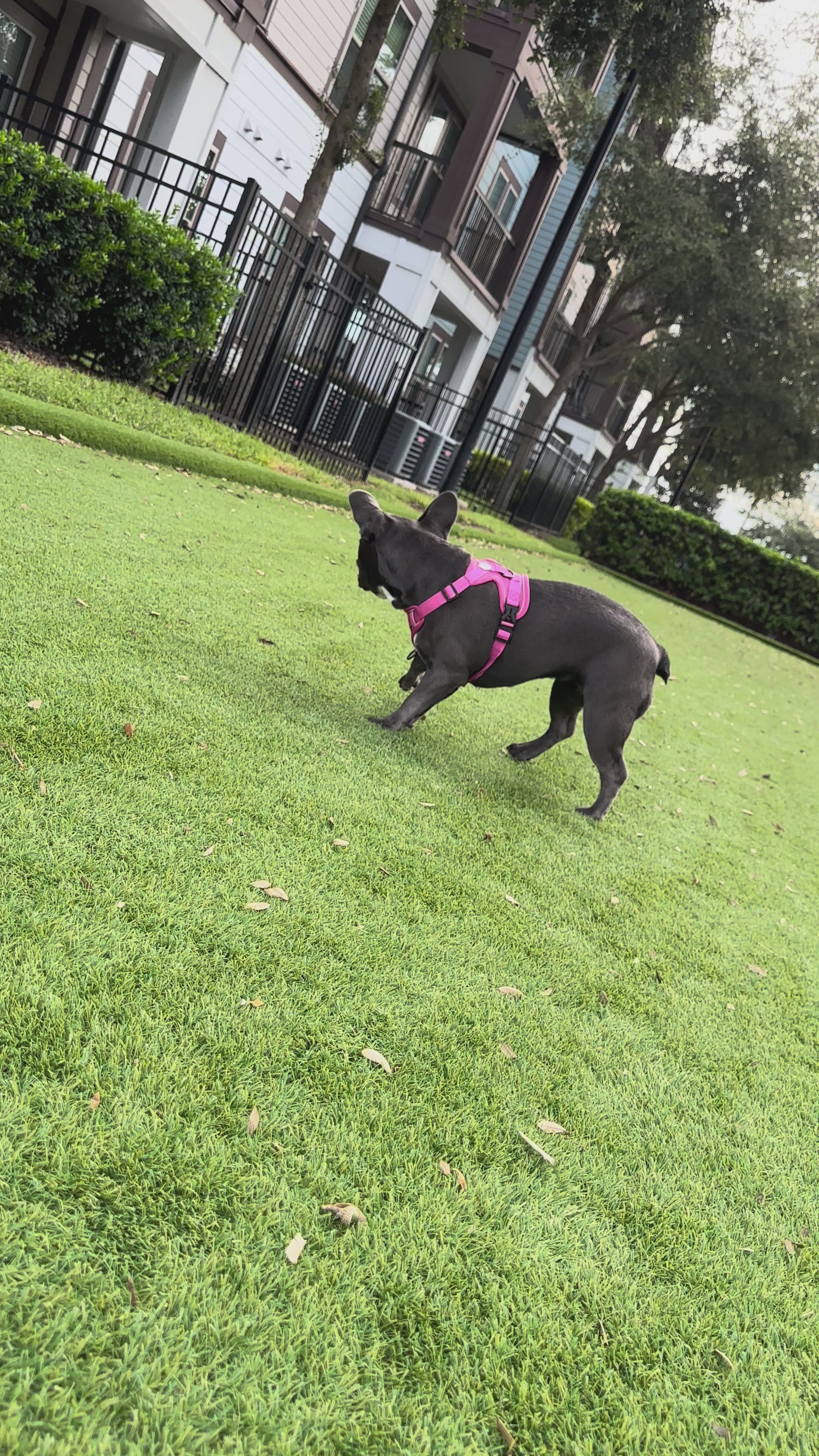 Pet Harness Reflective, blue