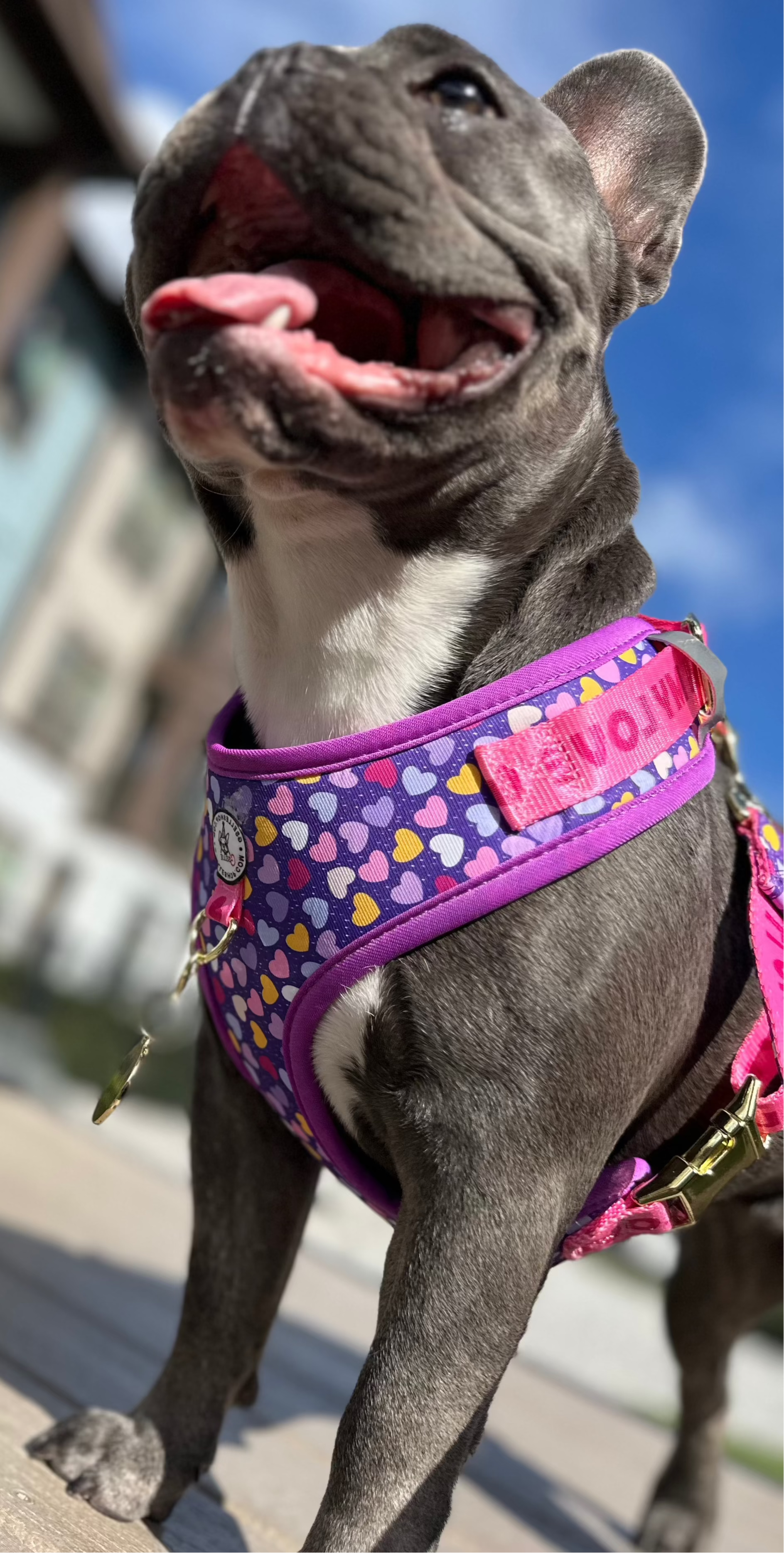 GIGI'S Bundle