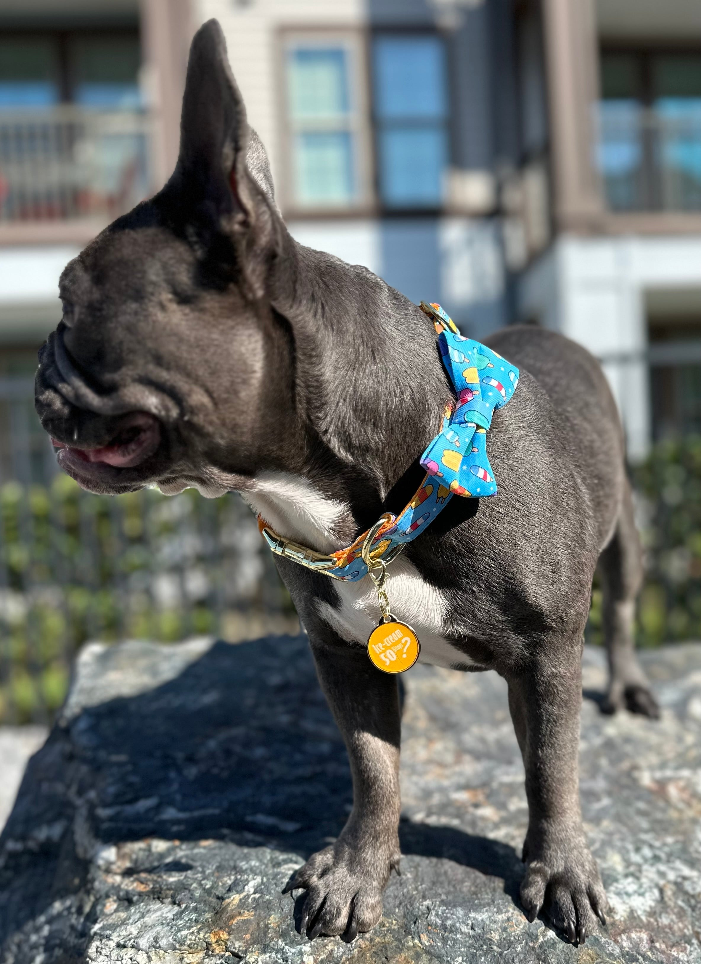 Pet Collars