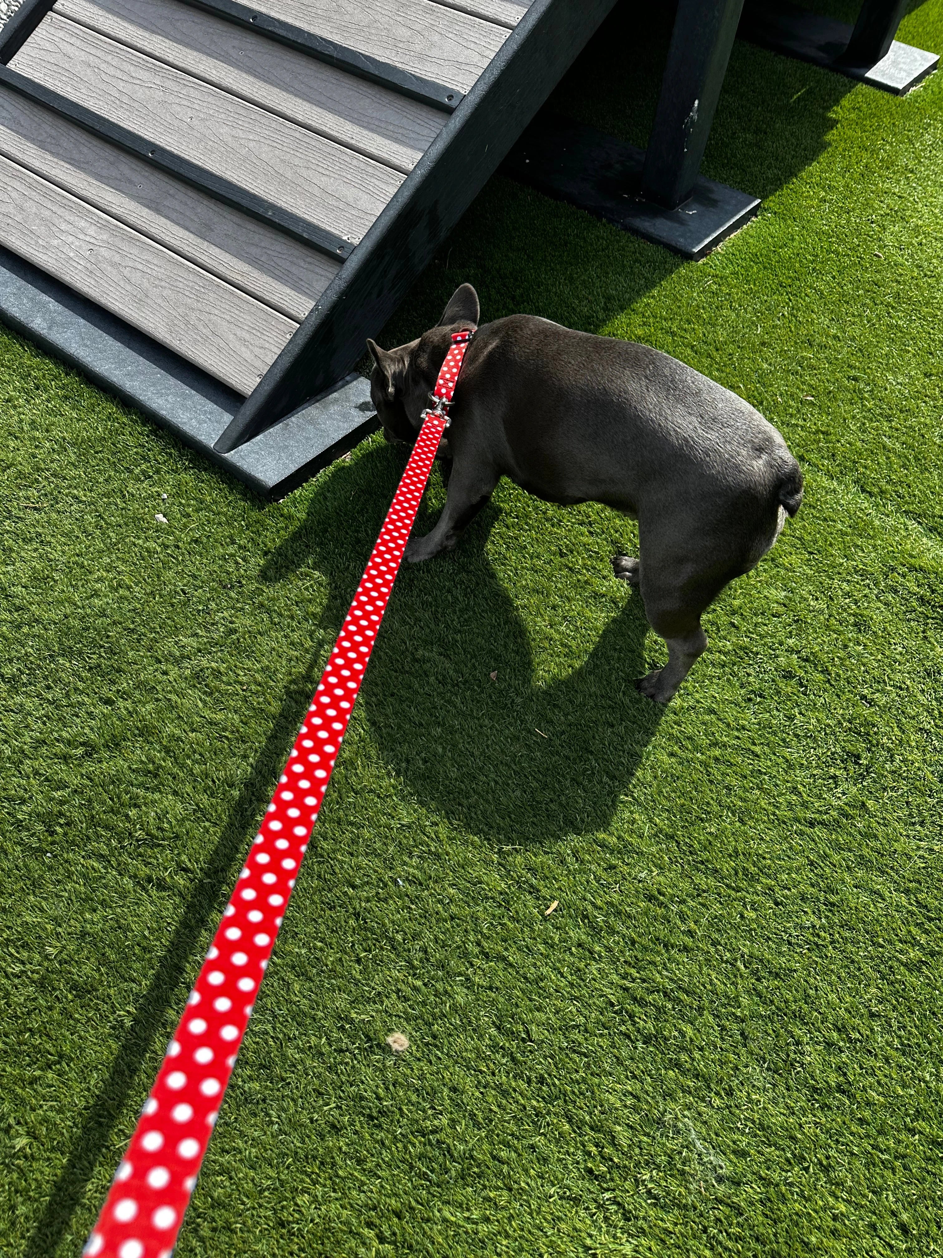 Leashes
