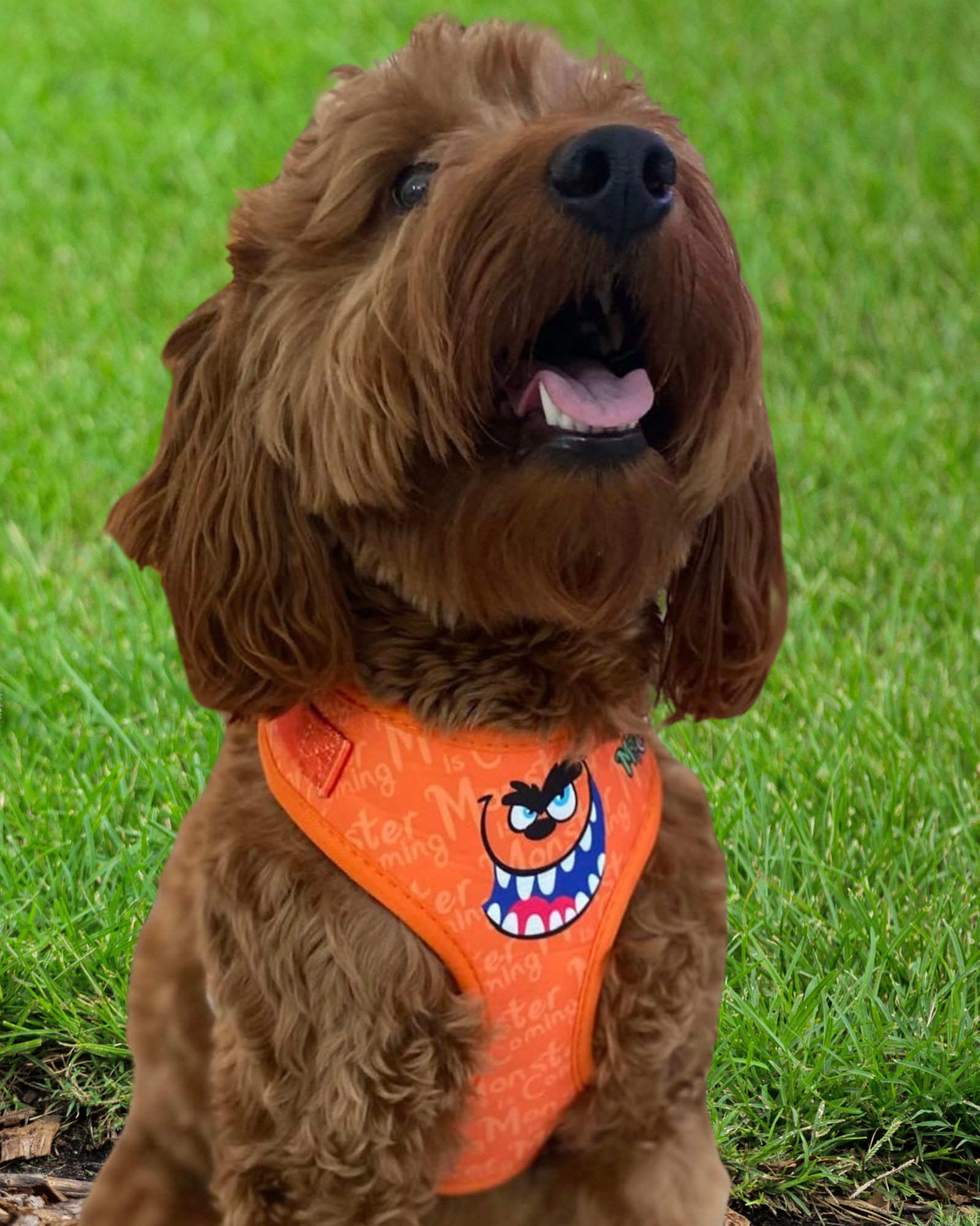 PuffPaw Bundle, No pull dog harness
