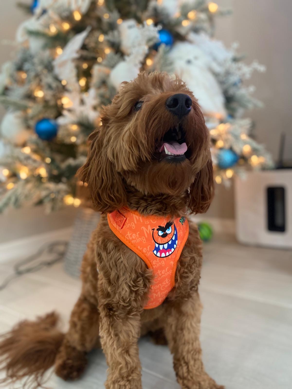 FurFurry Bundle, No pull dog harness