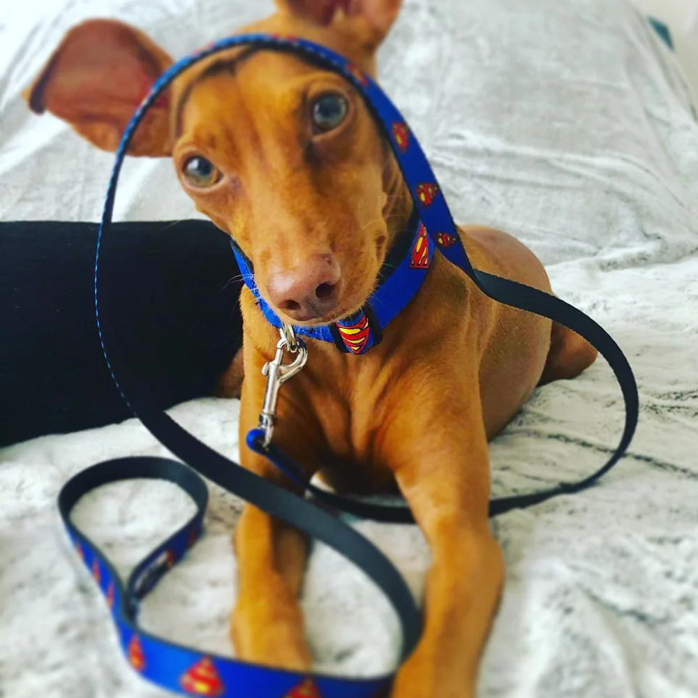 Superman Dog Leash