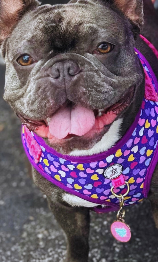 Dog Tag, Amor de Verano