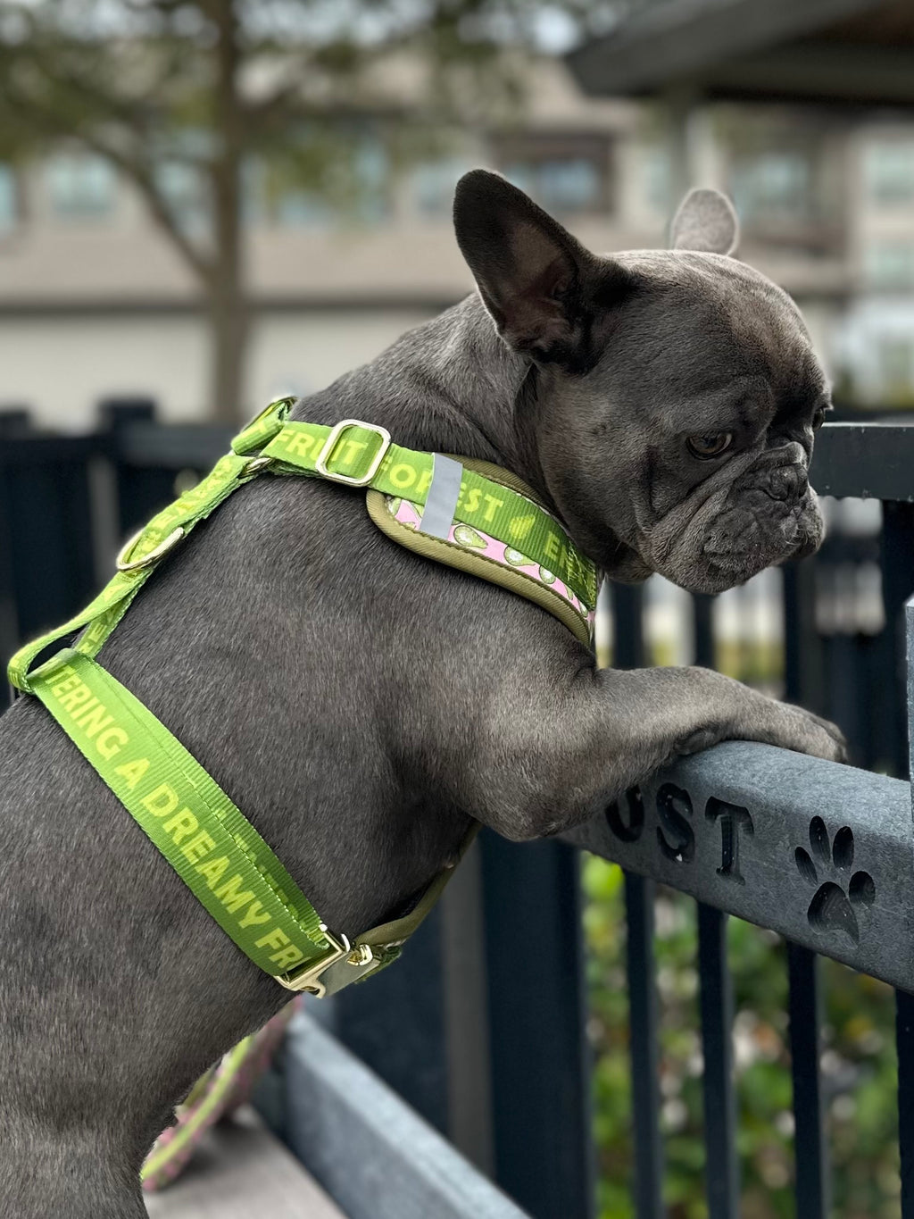 Dog harness, No Pull / No Choke technology - protects your dog’s neck, muscles, and bones.
Ultra-lightweigh, breathable for everyday use, Quick-release buckle + adjustable straps for a secure and comfy fit.
