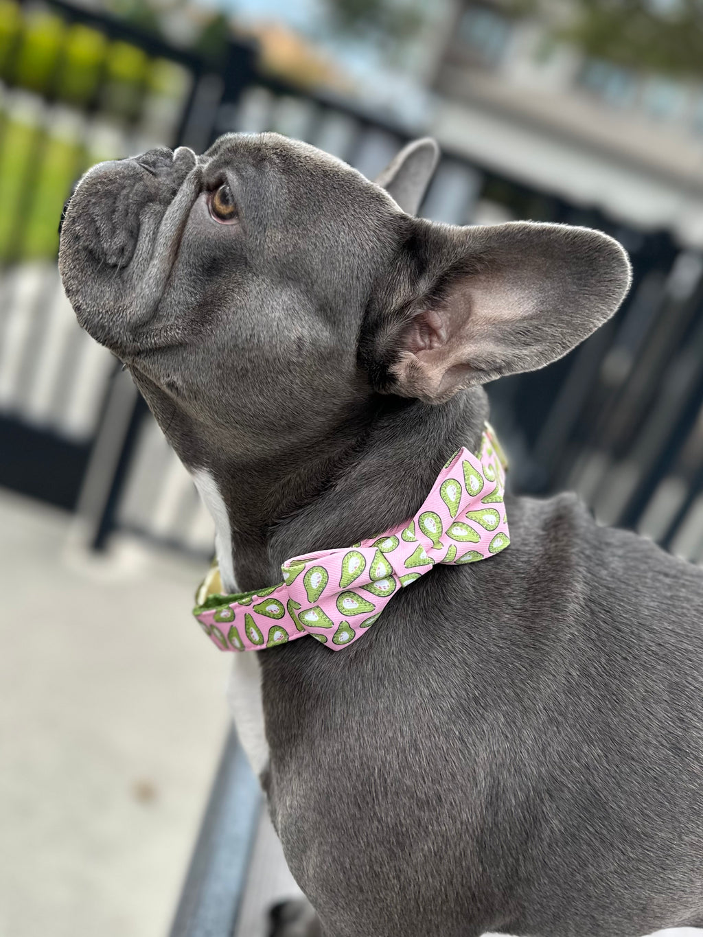 Dog Collar Bow