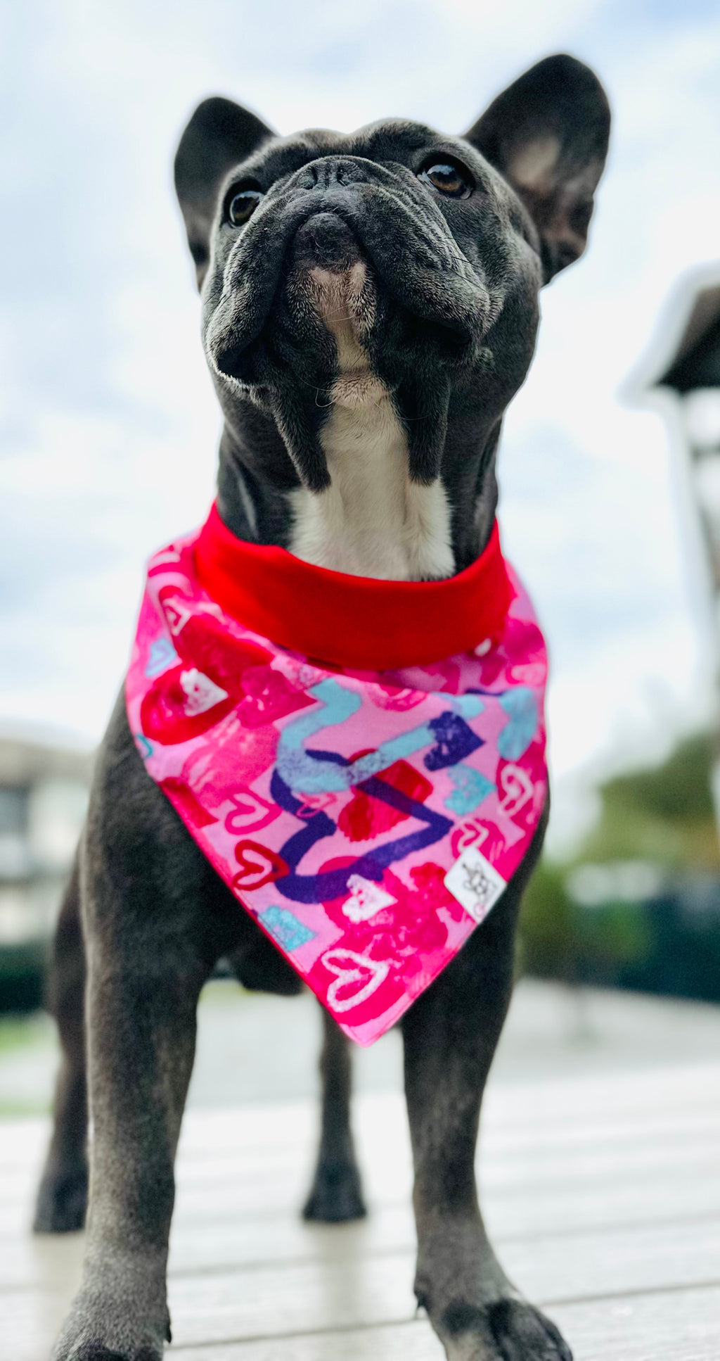 Dog Bandana (Reversible)