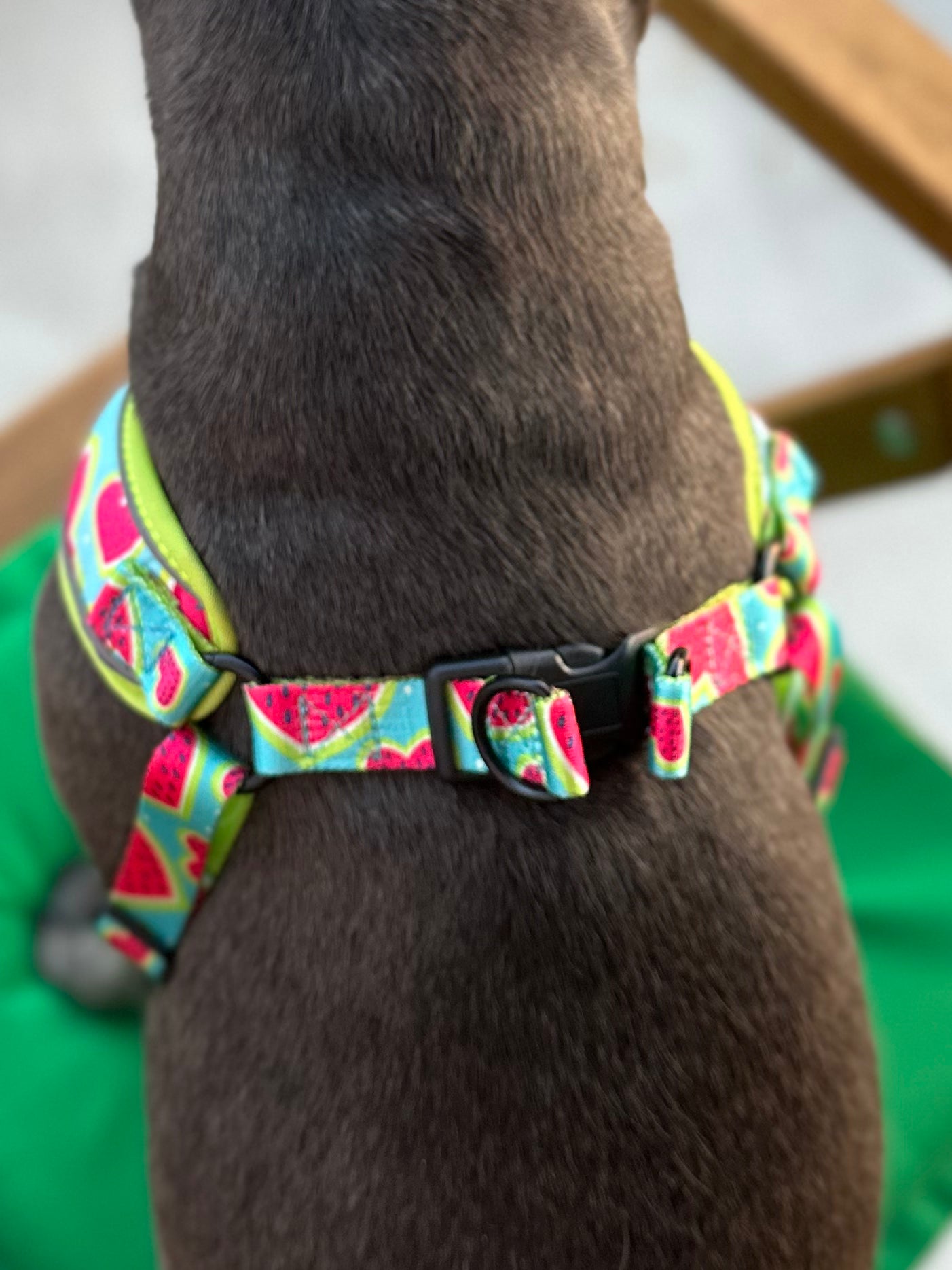 Melon Heart Dog Harness