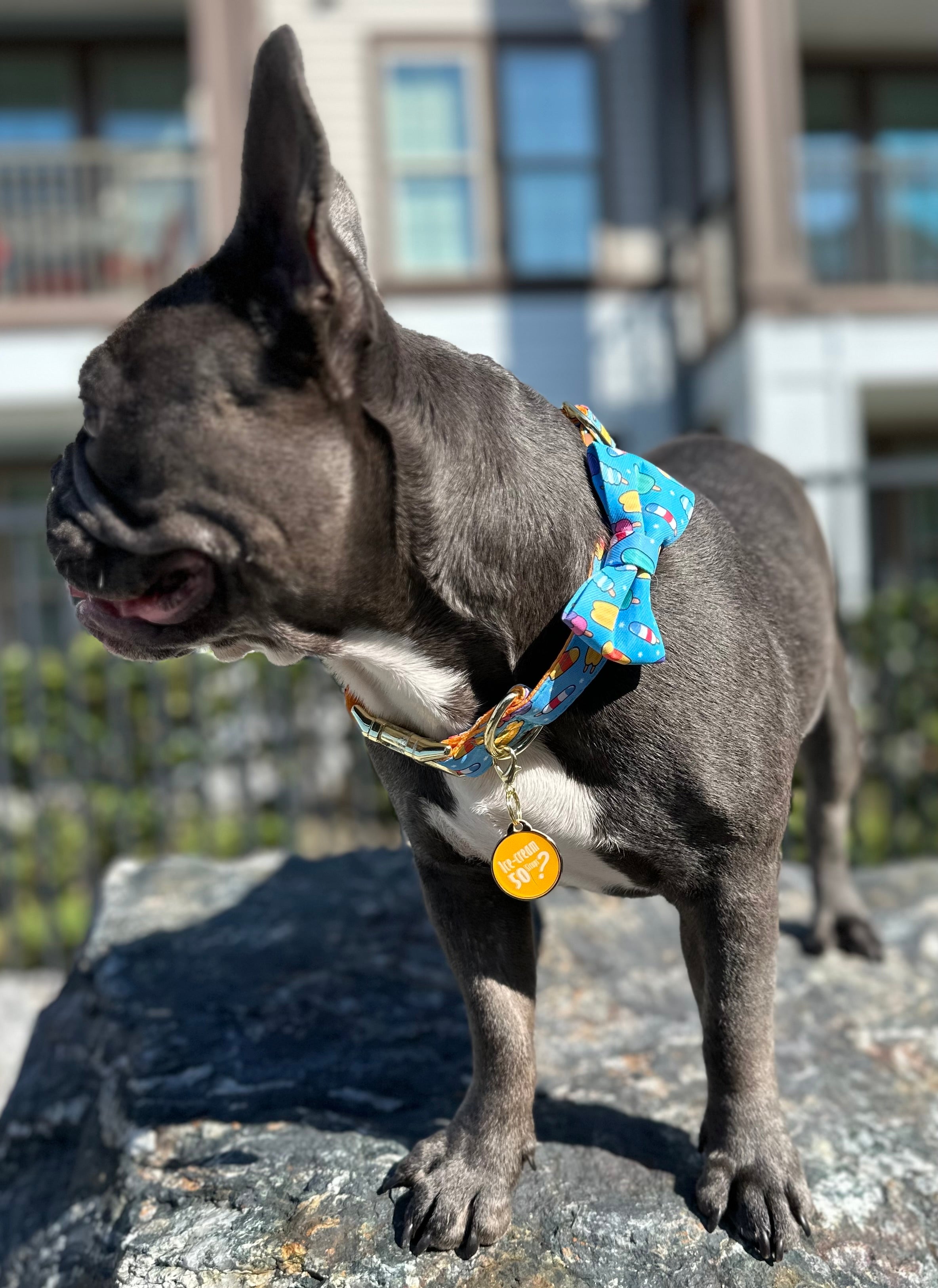 Dog Collar Bow