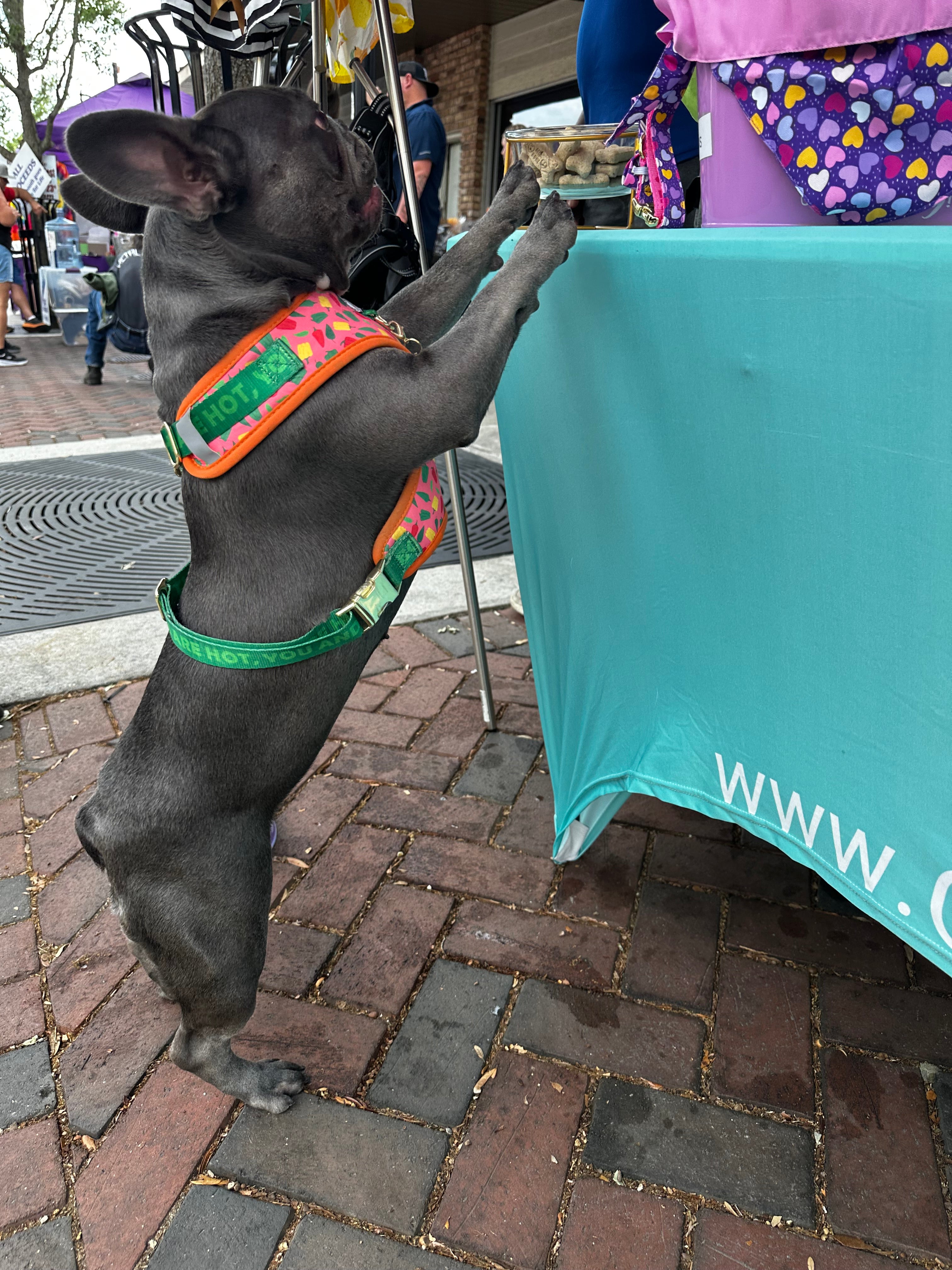 HOT PEPPERS Collection, Adjustable Dog Harness, Leash & more...