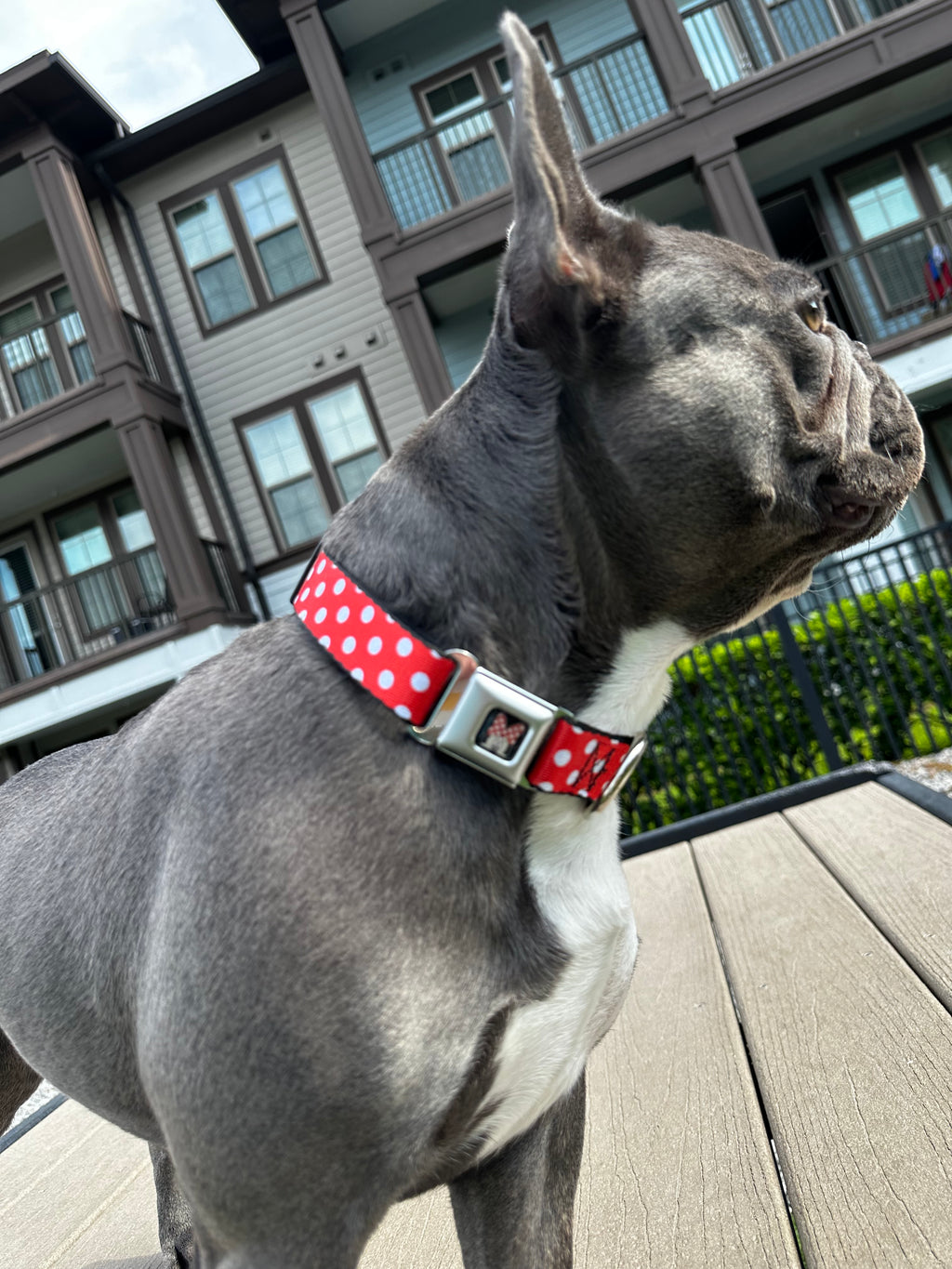 Disney Minnie Mouse Polka Dots, Seatbelt Buckle Collar