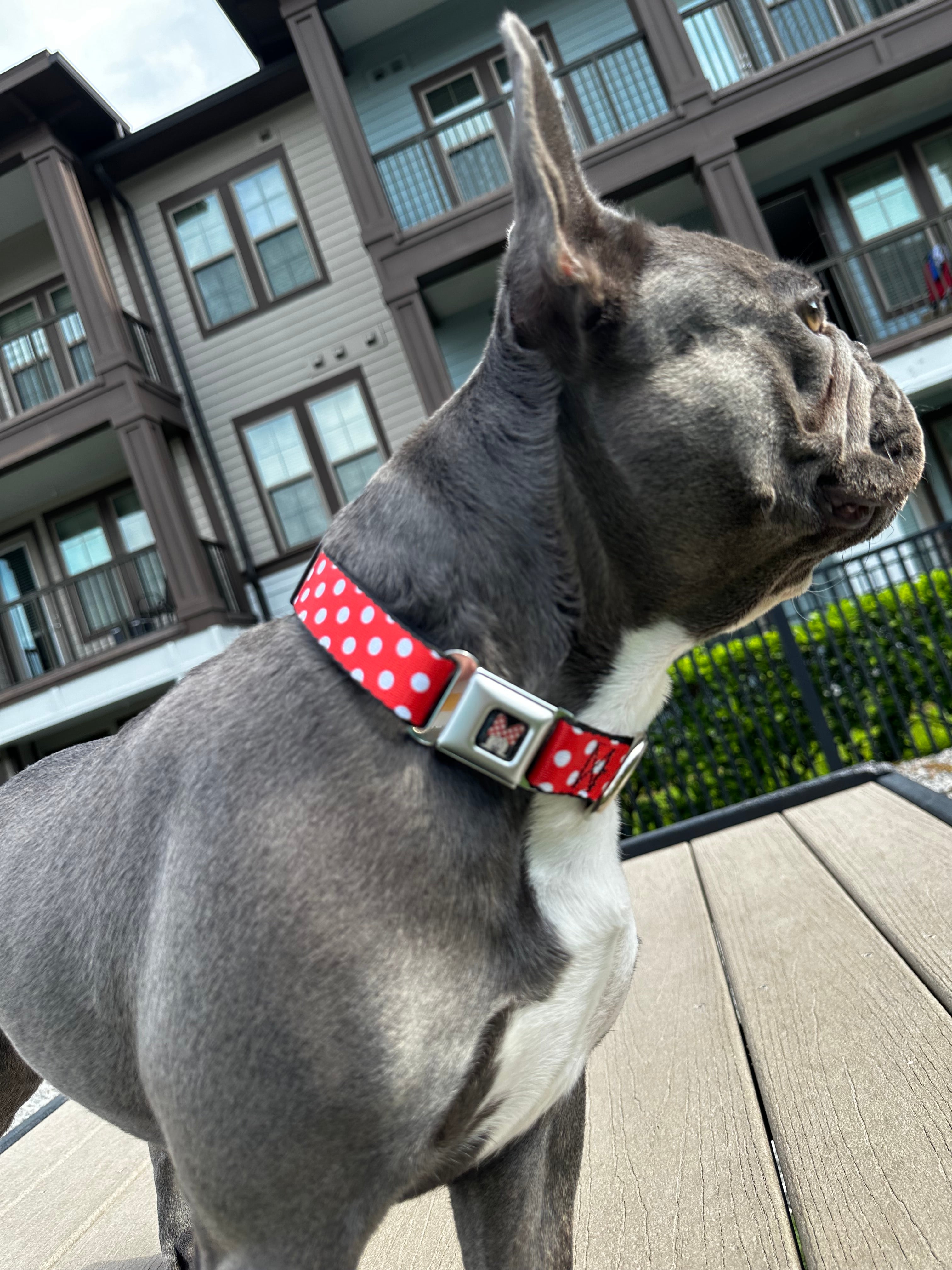 Disney Minnie Mouse Polka Dots, Seatbelt Buckle Collar