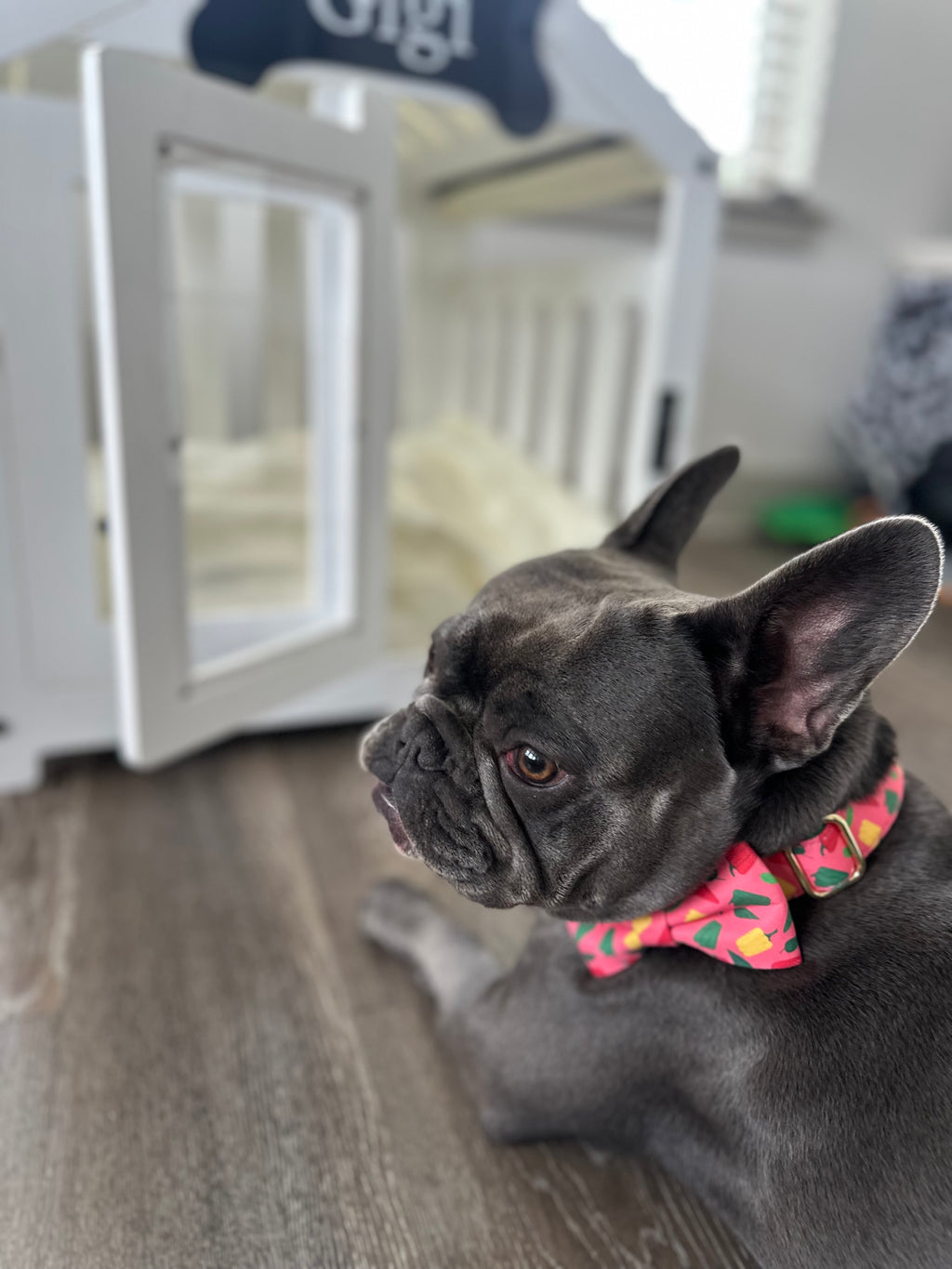 Dog Collar Bow