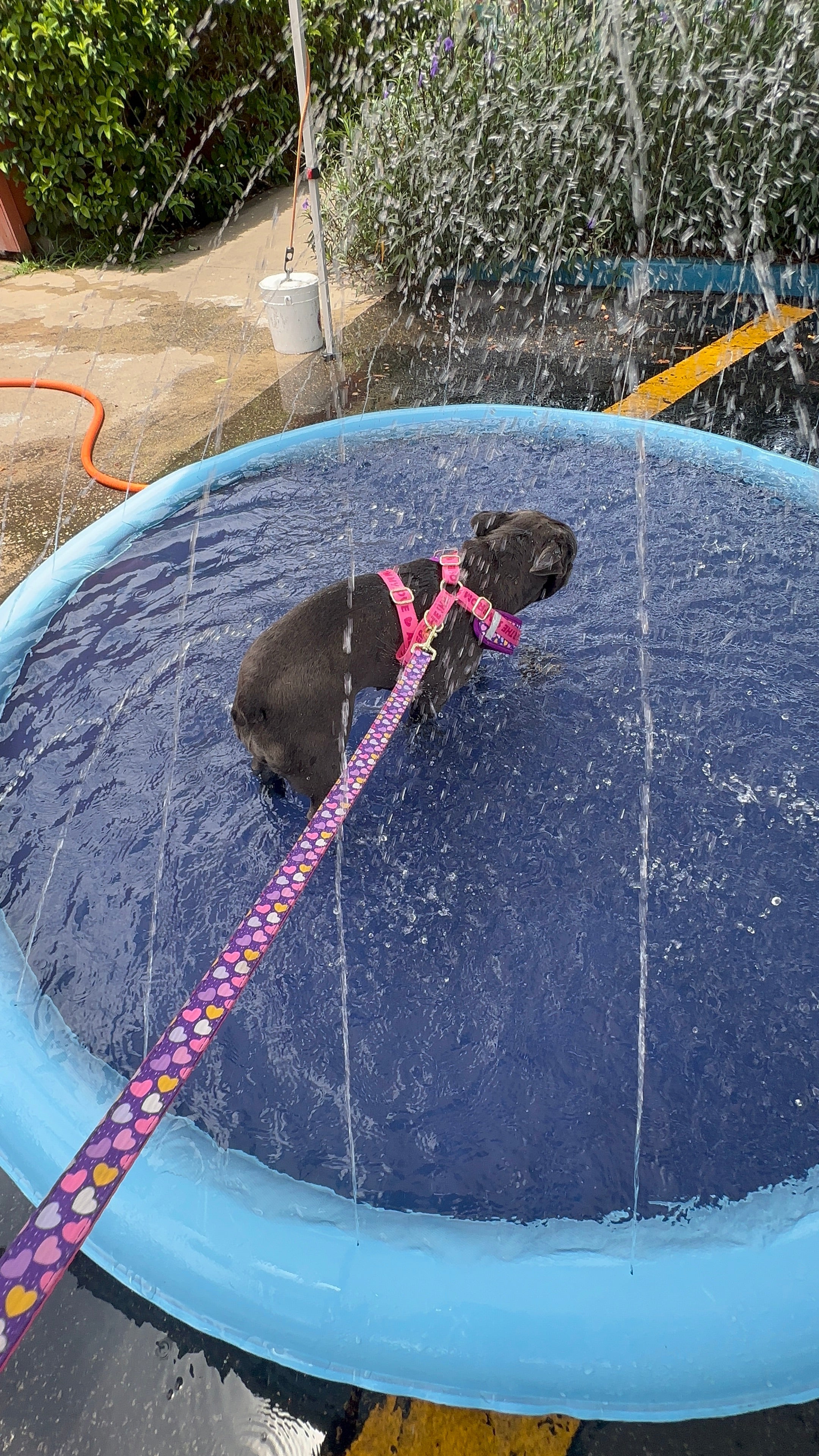 Gigi Collection Dog Leash