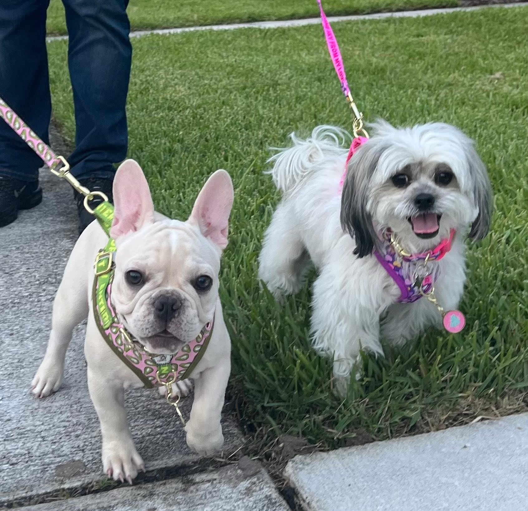 FRIENDLY Four Piece Dog Bundle