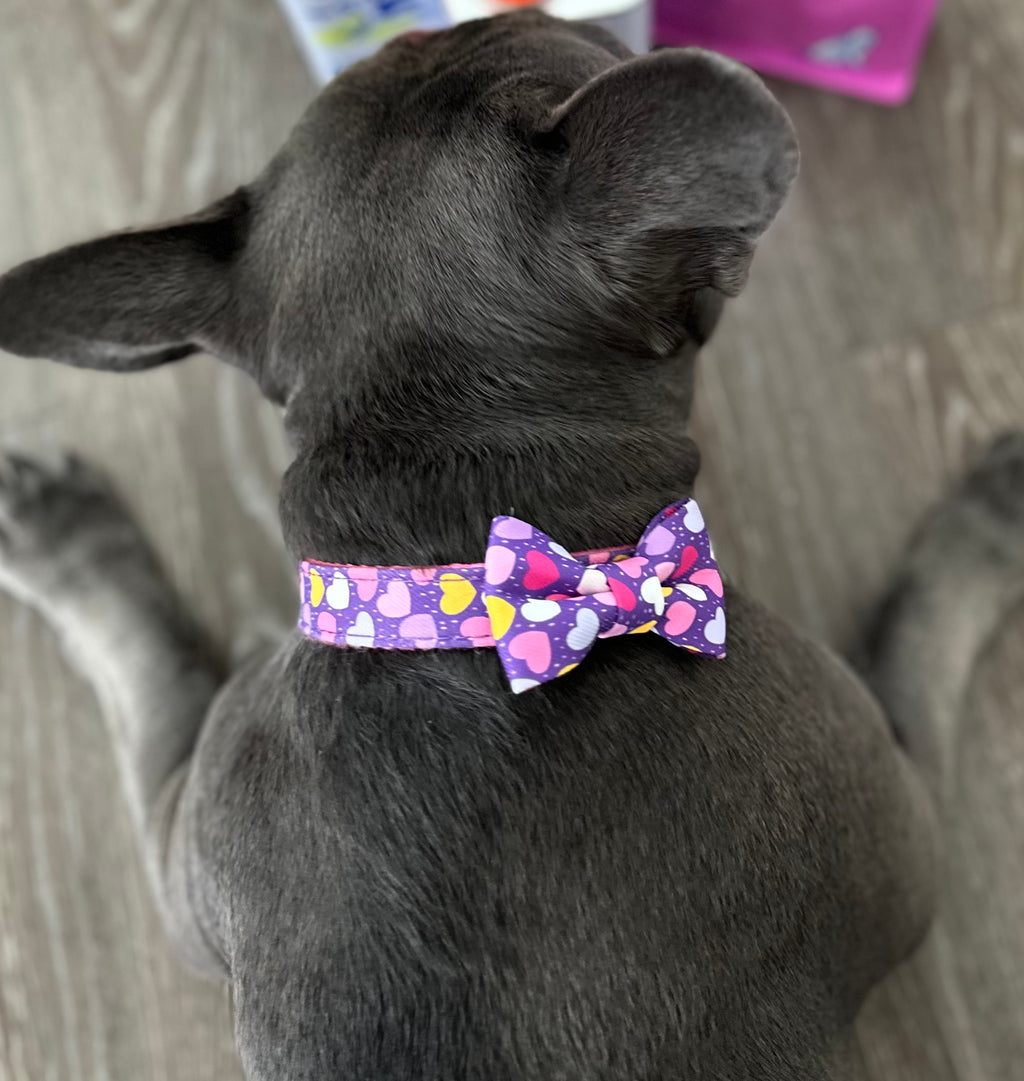 Dog Collar, purple, Amor de Verano