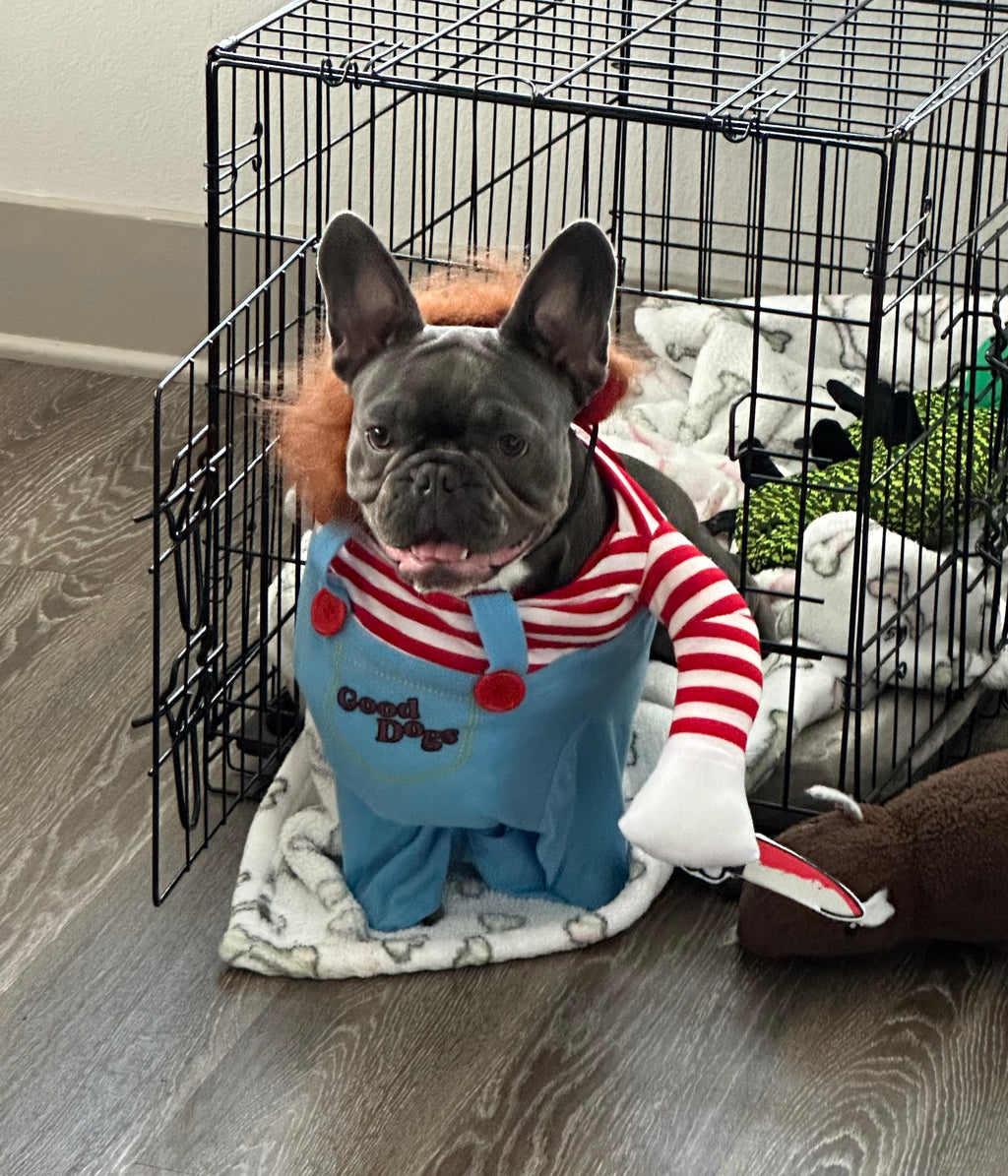 Turn Your Pet into the Ultimate Halloween Scene-Stealer! 🔪🐾
Make your furry friend stand out this spooky season with our Chucky Pet Costume! Equal parts quirky and creepy-cute, this outfit is perfect for Halloween parties, trick-or-treating, or viral-worthy photos. Get ready for laughs, gasps, and a whole lot of tail-wagging fun as your pet becomes the life (and maybe a little fright) of the party.
Limited stock — grab yours before it disappears into the night! 🌙✨
