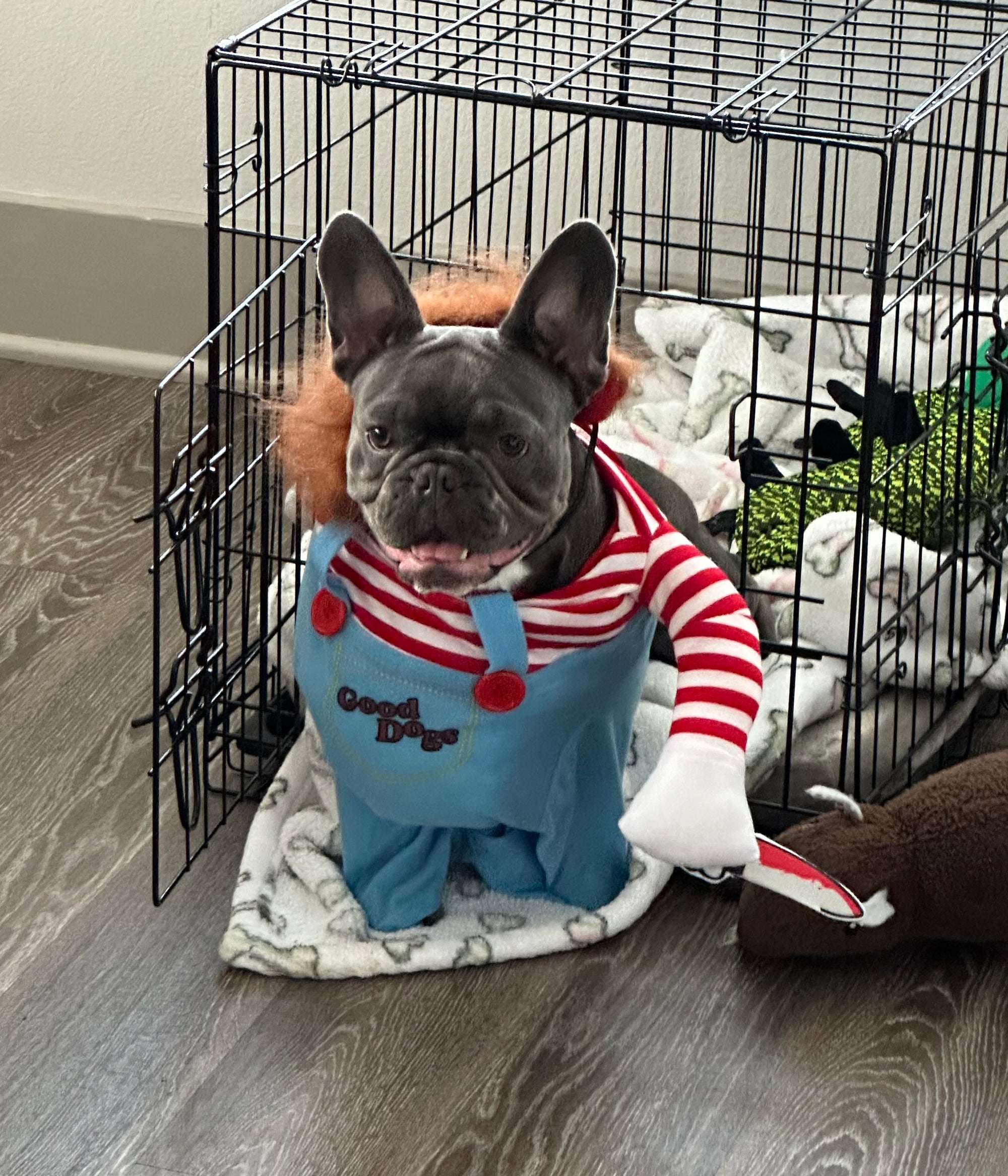 Turn Your Pet into the Ultimate Halloween Scene-Stealer! 🔪🐾
Make your furry friend stand out this spooky season with our Chucky Pet Costume! Equal parts quirky and creepy-cute, this outfit is perfect for Halloween parties, trick-or-treating, or viral-worthy photos. Get ready for laughs, gasps, and a whole lot of tail-wagging fun as your pet becomes the life (and maybe a little fright) of the party.
Limited stock — grab yours before it disappears into the night! 🌙✨