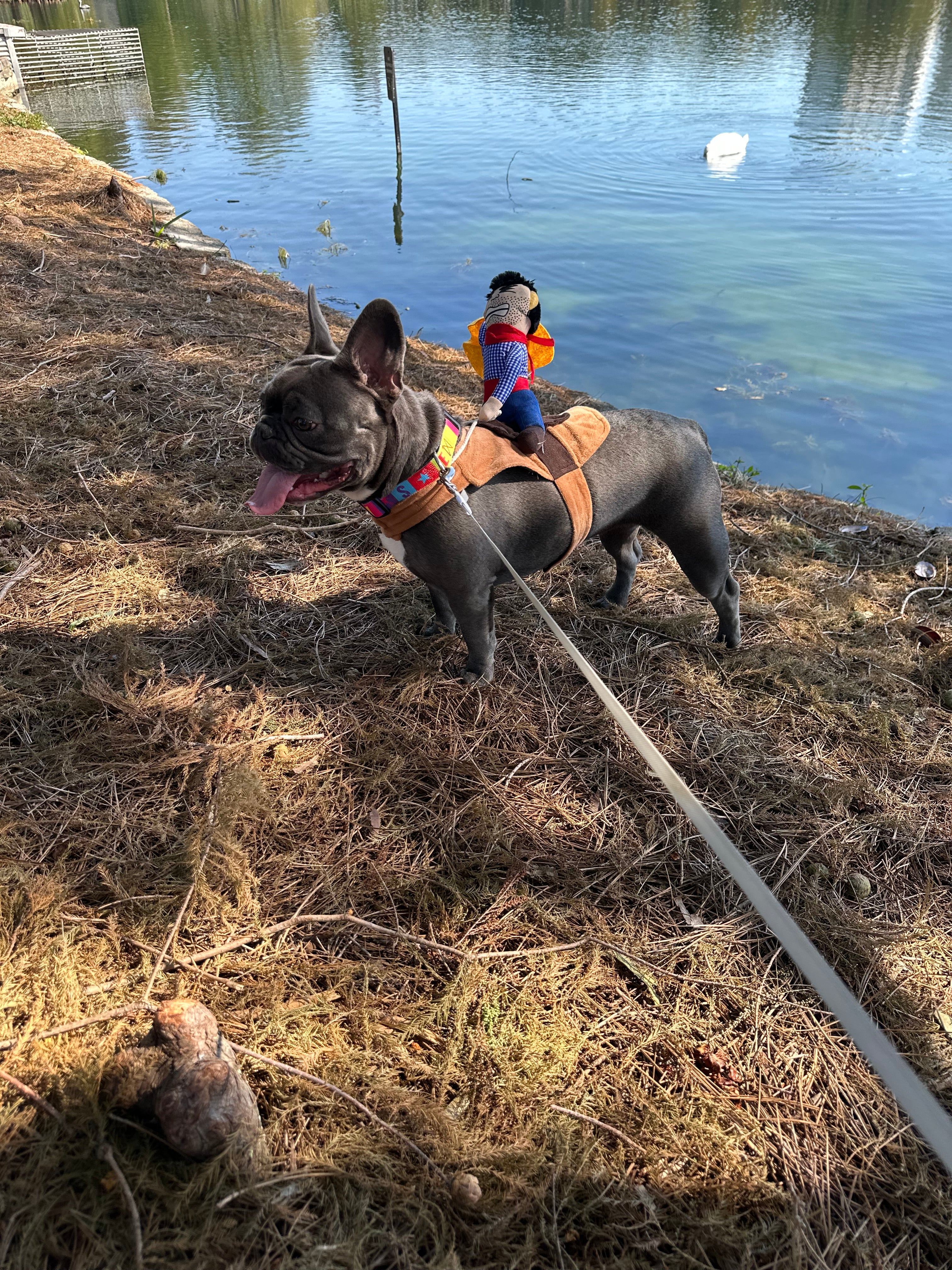 Ride into Halloween Fun with Our Pet Cowboy Costume! 🤠🎃
Turn your furry friend into the star of the night with this adorable cowboy-on-top design — perfect for parties, photos, or trick-or-treating adventures. Whether your pup is trotting through the neighborhood or stealing the show at a costume contest, this outfit will have everyone saying “Yee-haw!” 🐾✨
