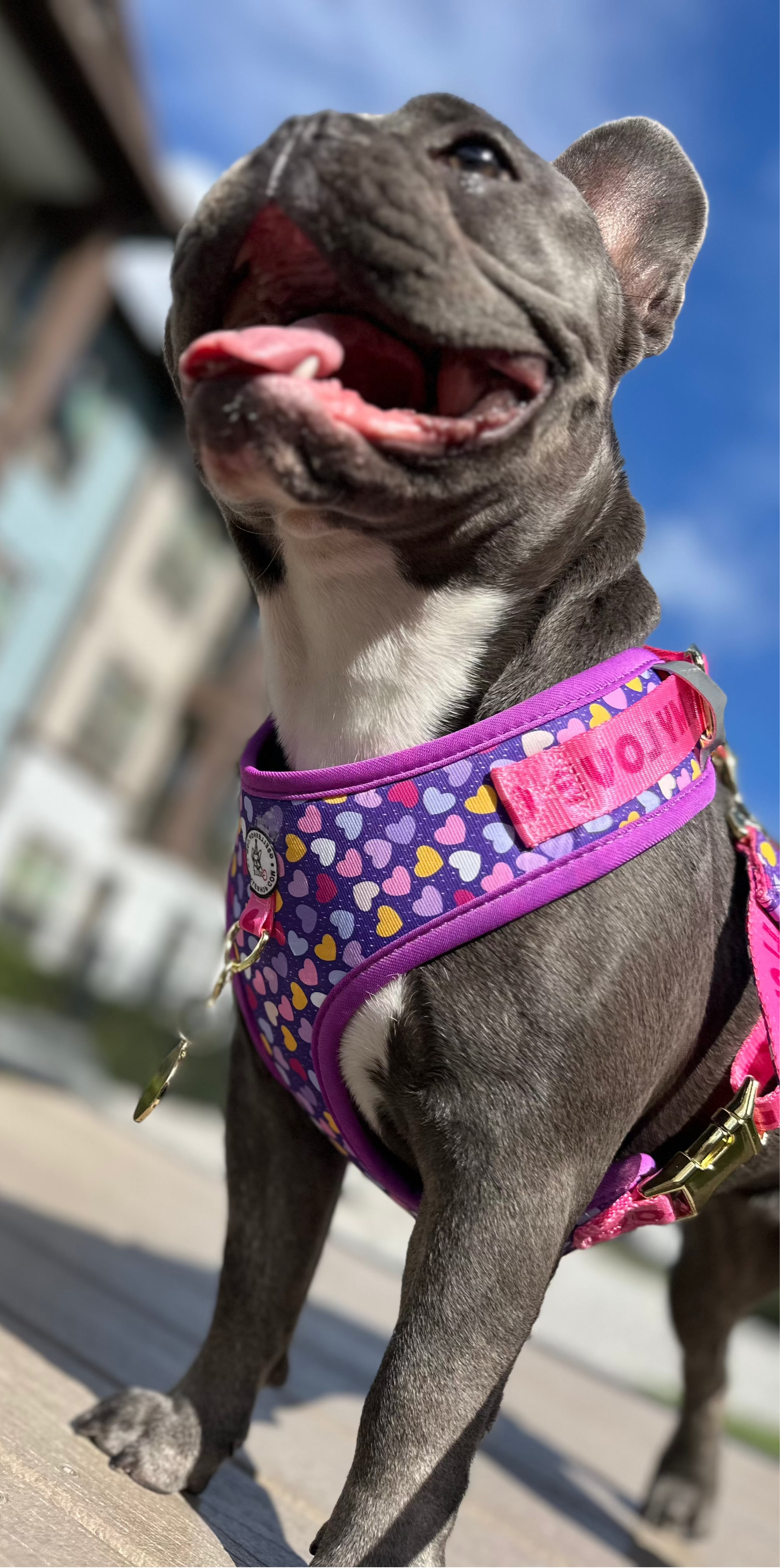 For dog moms who love with their whole heart… and their whole style.

Our LOVE Collection is not just cute — it’s functional, safe, and made for your everyday routine. 
No Pull, No Choke design — protects your pup’s neck, muscles, and bones.

Ultra-lightweight material for all-day comfort.

Quick-release buckle + adjustable straps.