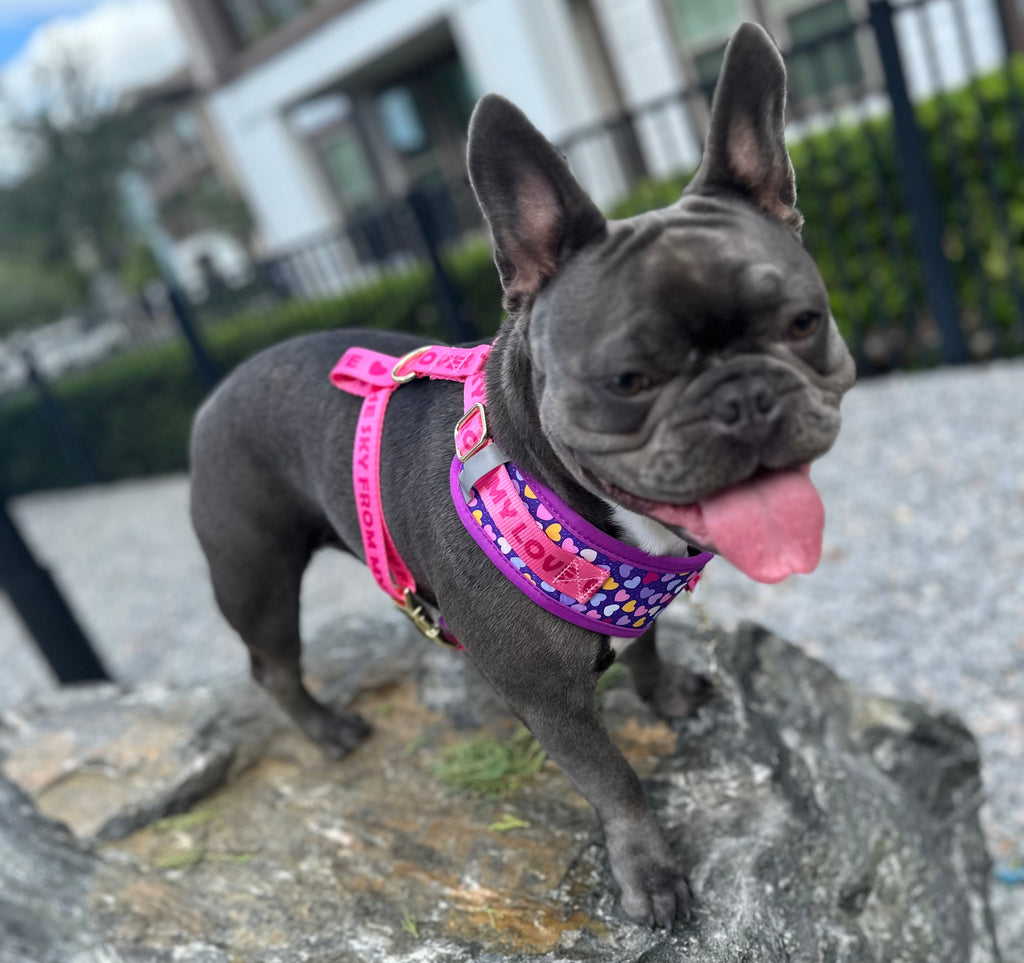 LOVE Collection, Adjustable Dog Harness, Leash & more...