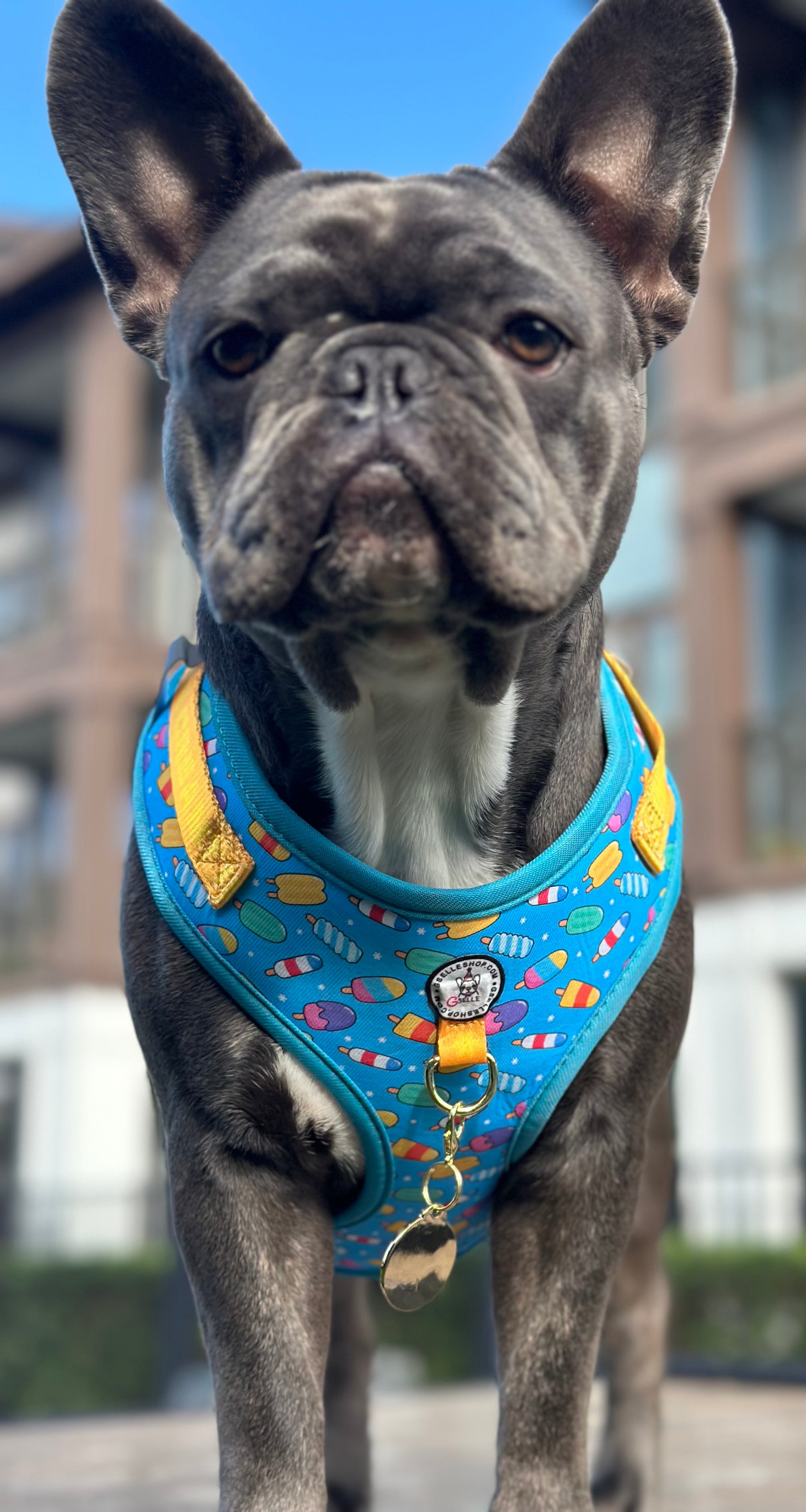 ICE CREAM Collection,  Adjustable Dog Harness, Leash & more...