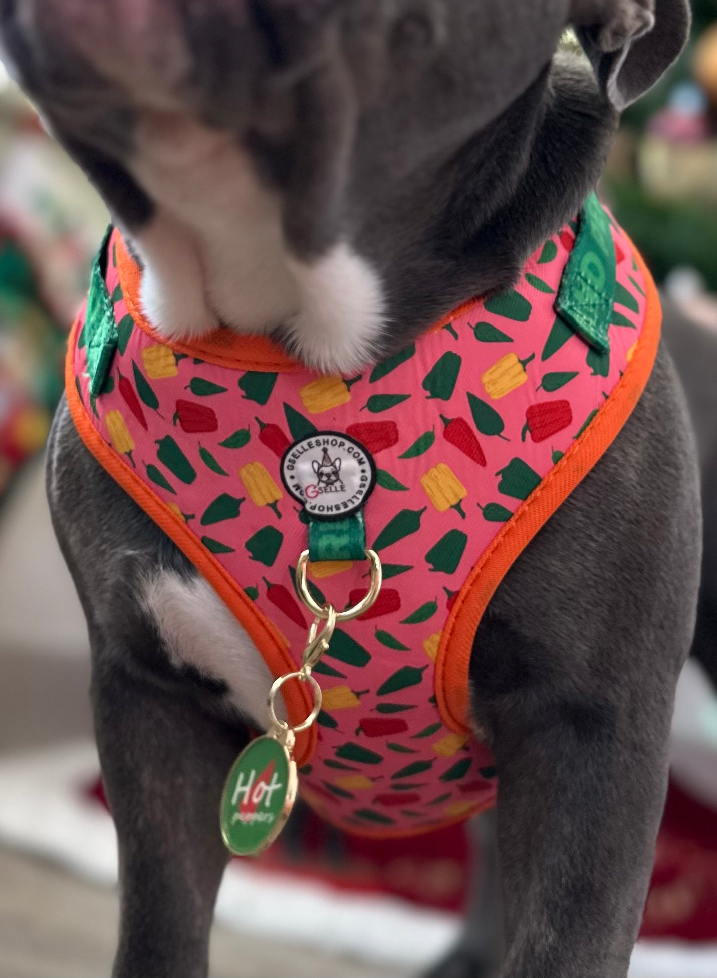 Dog Tag, Caribeño