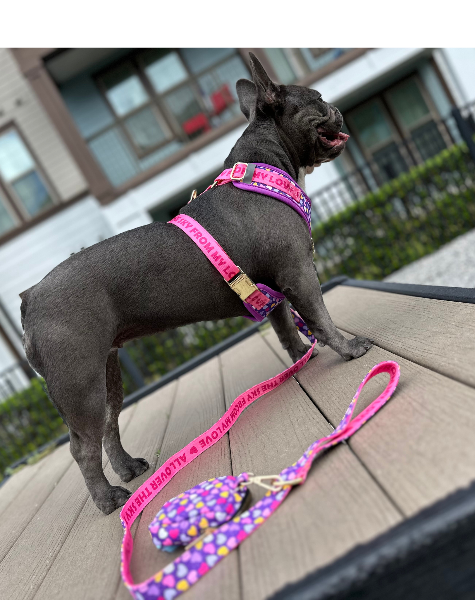 Dog Leash, hearts, Amor de Verano, purple / pink