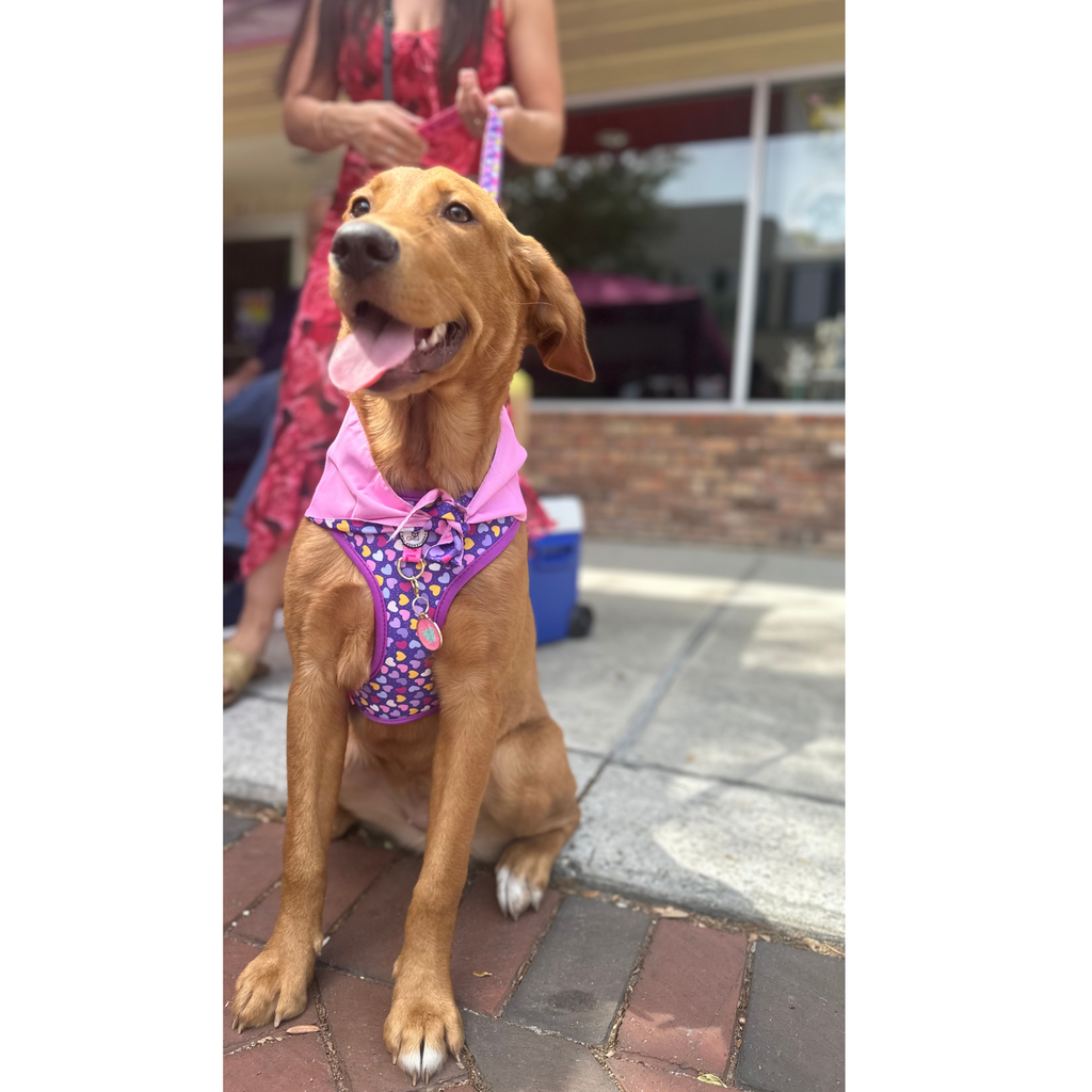 LOVE Collection, Adjustable Dog Harness, Leash & more...