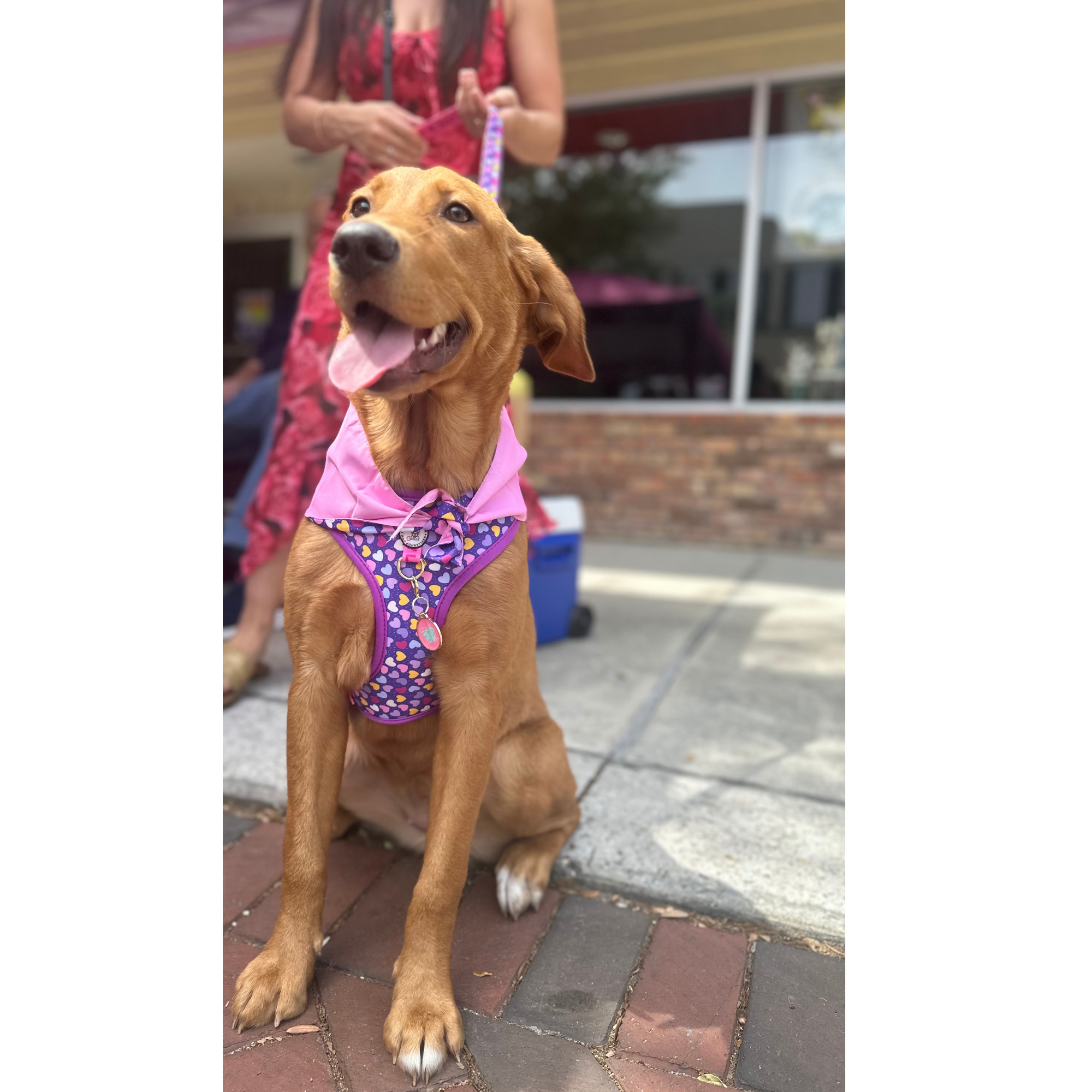 LOVE Collection, Adjustable Dog Harness, Leash & more...