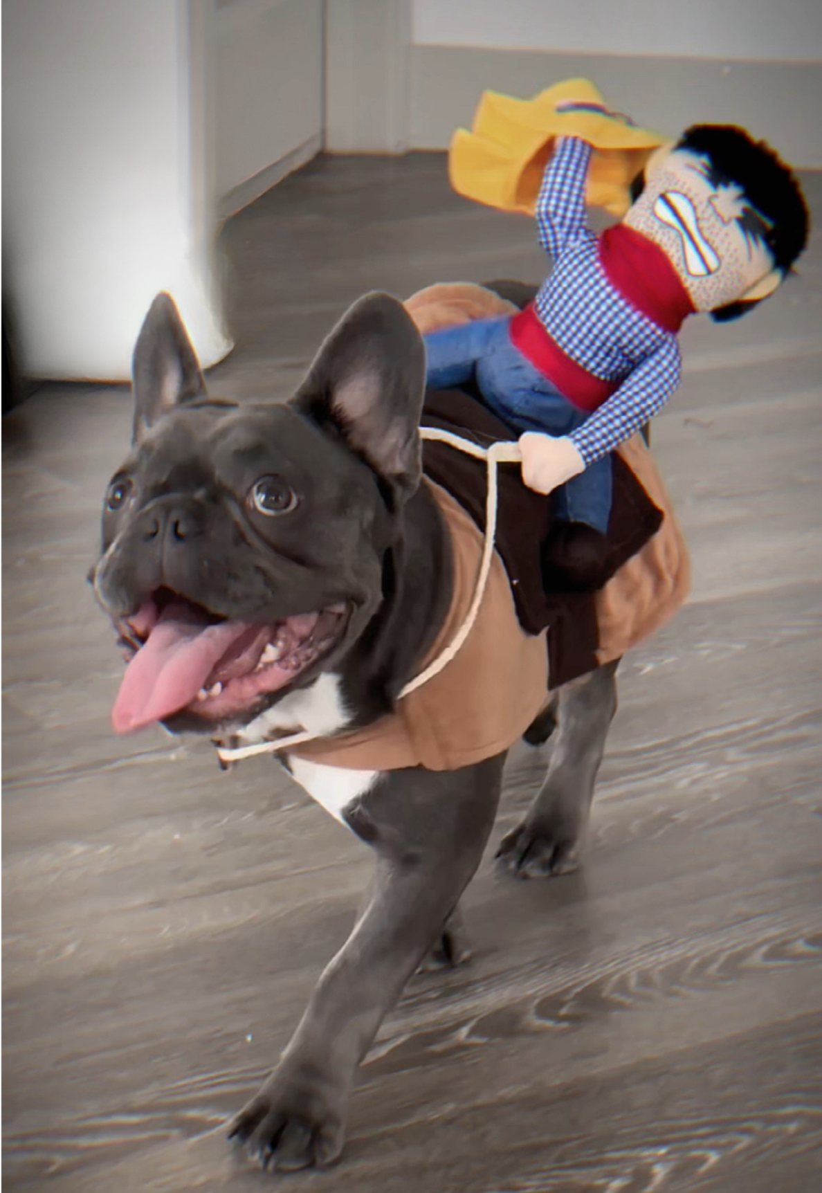 Ride into Halloween Fun with Our Pet Cowboy Costume! 🤠🎃
Turn your furry friend into the star of the night with this adorable cowboy-on-top design — perfect for parties, photos, or trick-or-treating adventures. Whether your pup is trotting through the neighborhood or stealing the show at a costume contest, this outfit will have everyone saying “Yee-haw!” 🐾✨