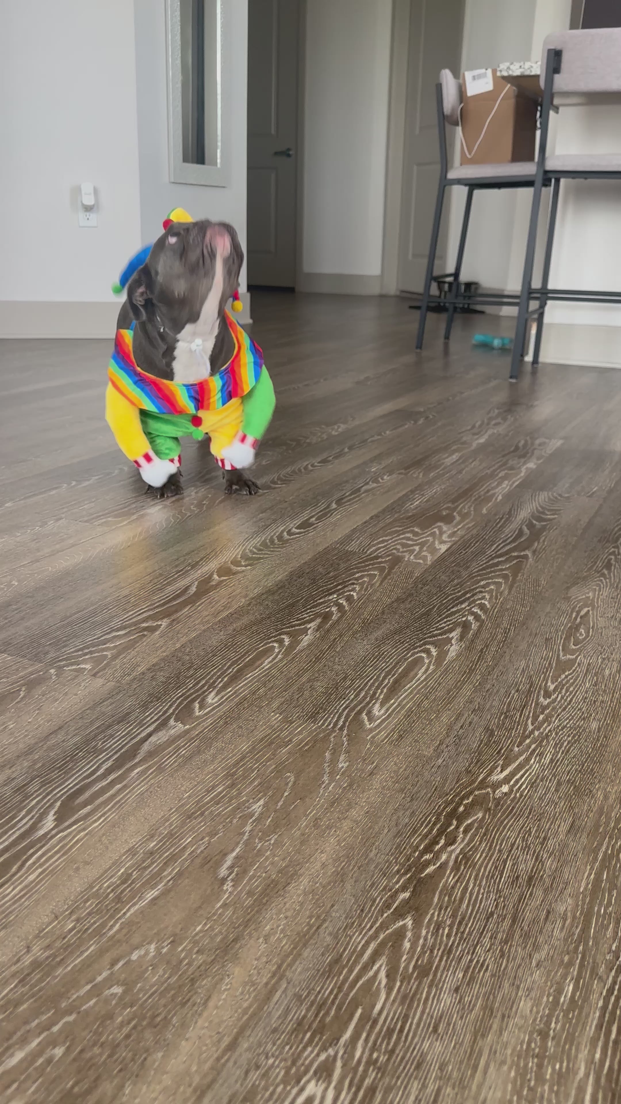 Turn your pet into the life of the party with our adorable Pet Cosplay Clown Costume! Perfect for Halloween, photoshoots, or any costume event, this outfit is guaranteed to bring smiles, giggles, and maybe a few playful tricks. Let your four-legged performer steal the spotlight this spooky season! 🎃✨

