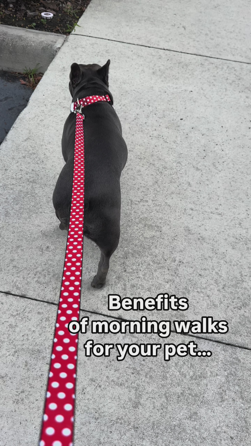 Disney Minnie Mouse Polka Dots Dog Leash, Red
