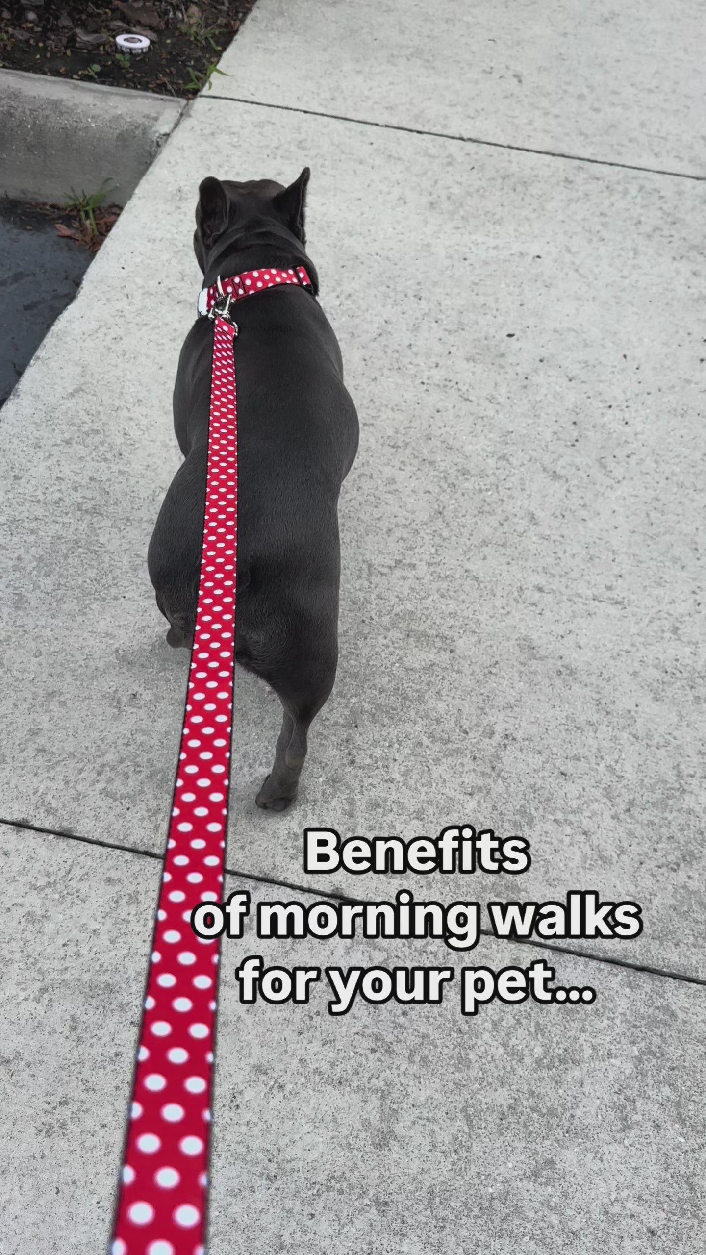 Disney Minnie Mouse Polka Dots, Seatbelt Buckle Collar