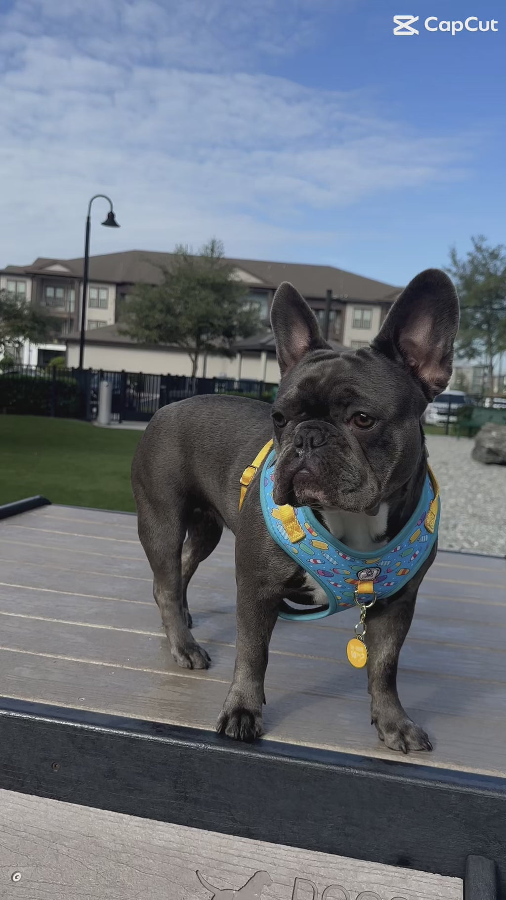 LOVE Collection, Adjustable Dog Harness, Leash & more...