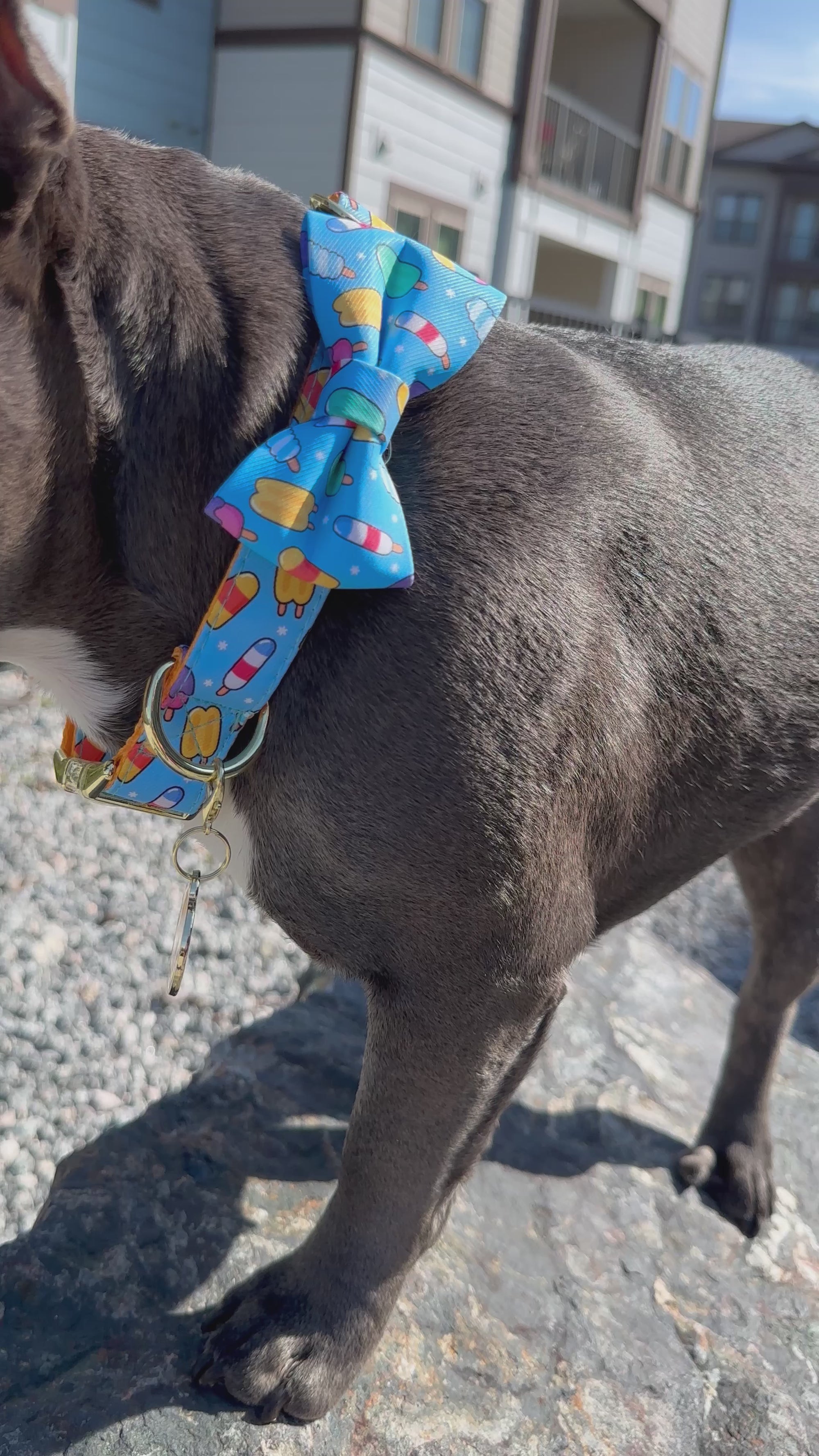 ICE CREAM Collection,  Adjustable Dog Harness, Leash & more...