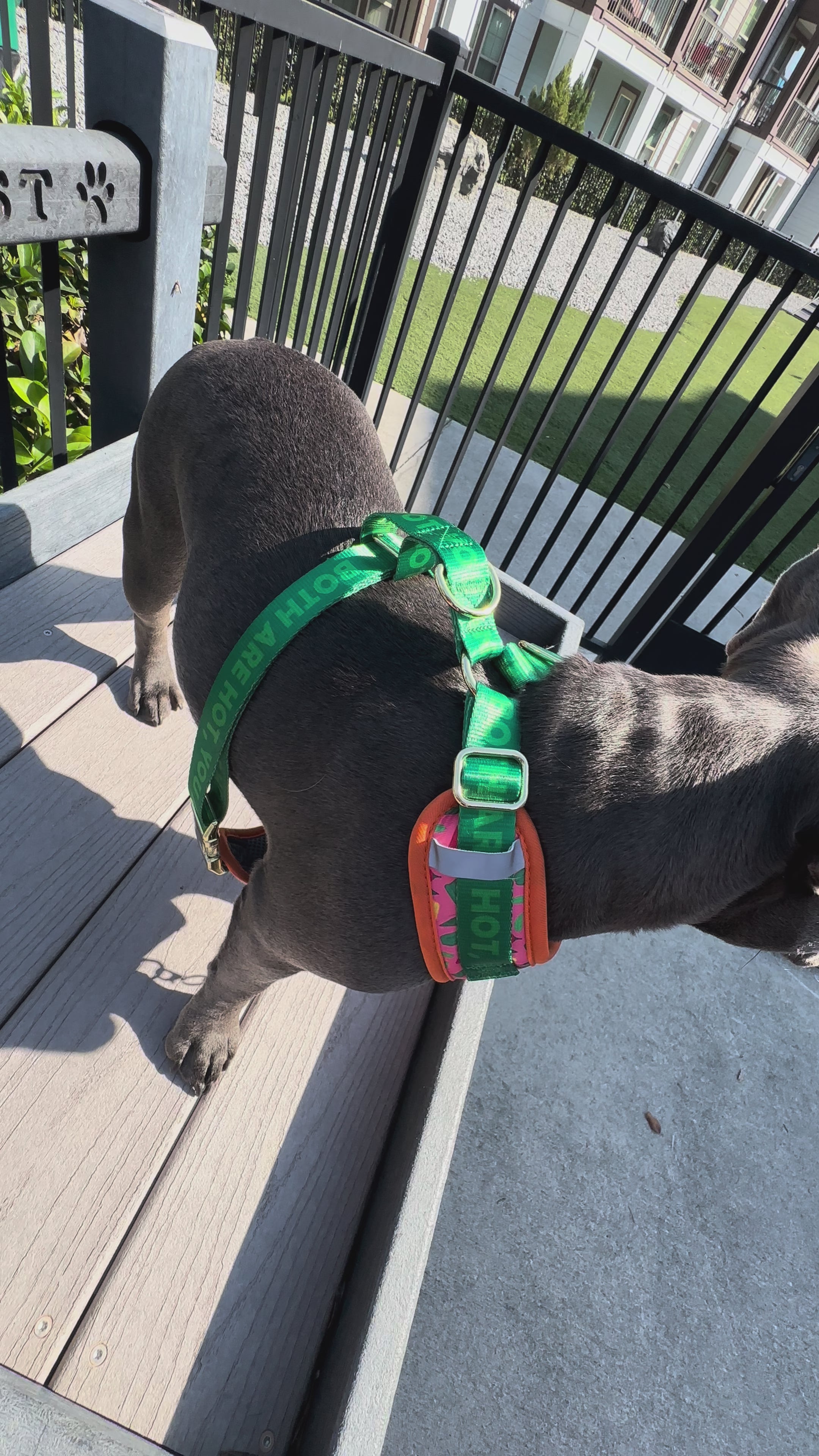 Dog Tag, Caribeño